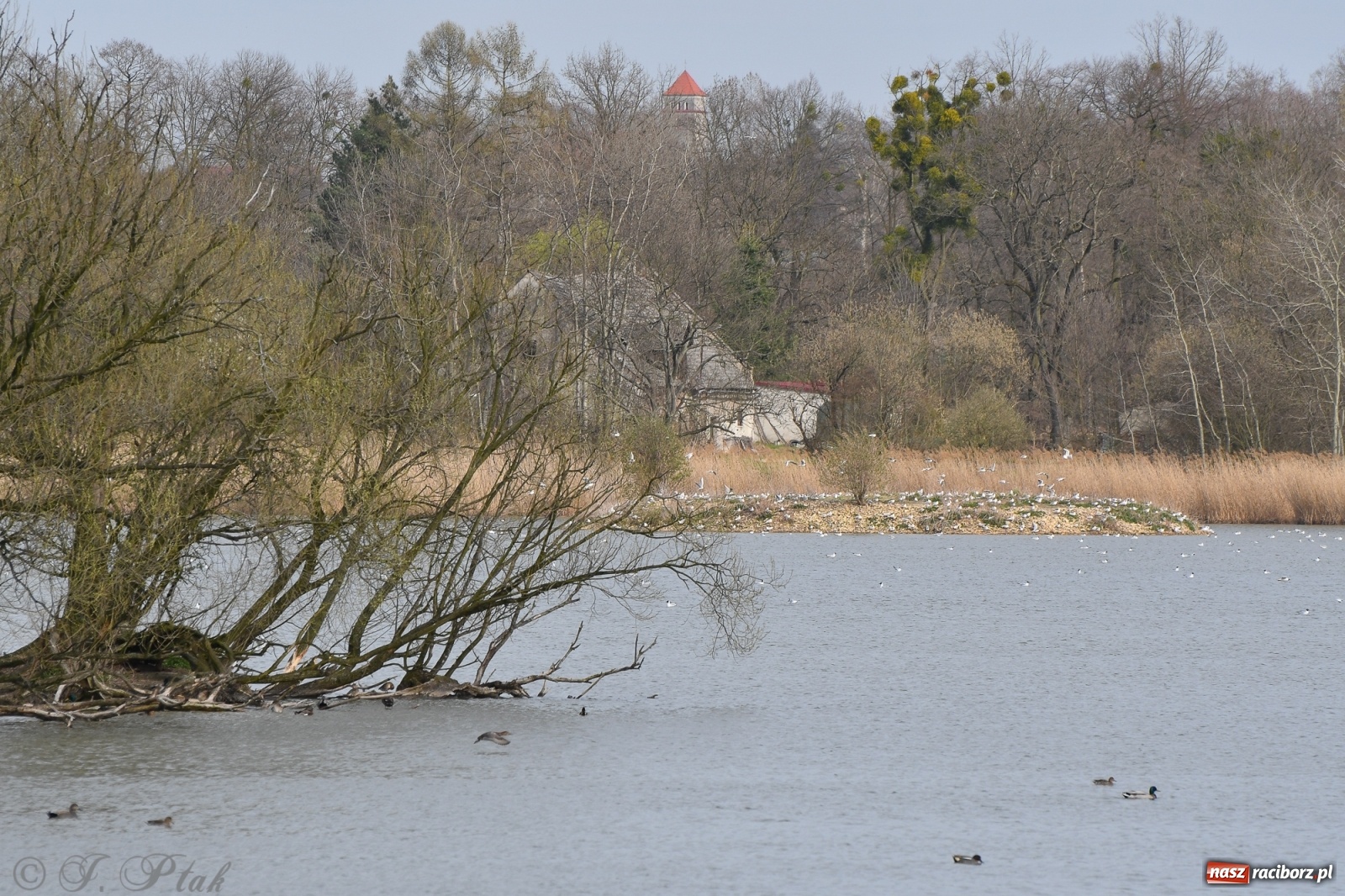 Zdjęcie w galerii na portalu naszraciborz.pl: Łężczok budzi się do życia. Album do pobrania [PDF] wiadomości z regionu