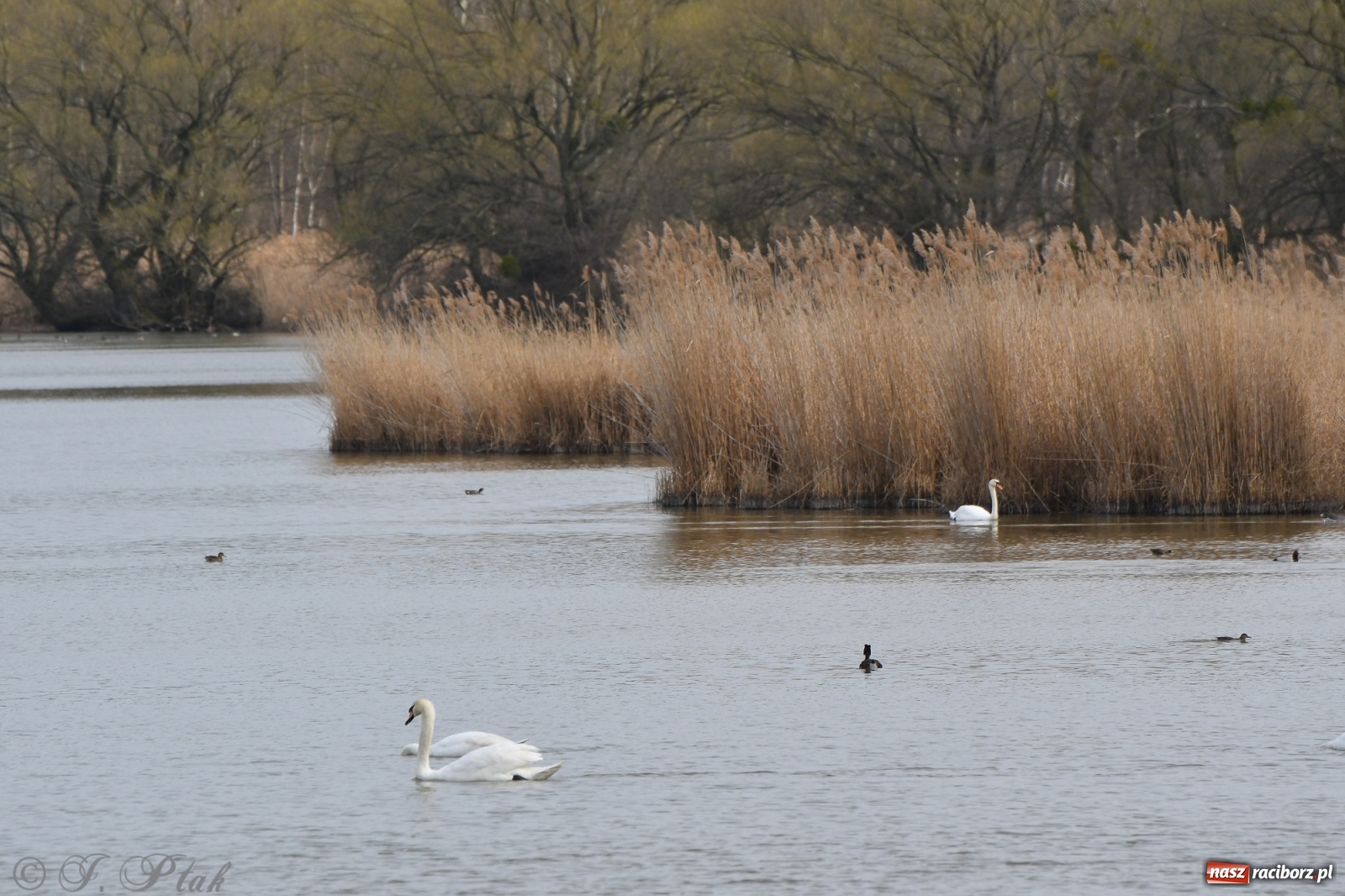 Zdjęcie w galerii na portalu naszraciborz.pl: Łężczok budzi się do życia. Album do pobrania [PDF] wiadomości z regionu