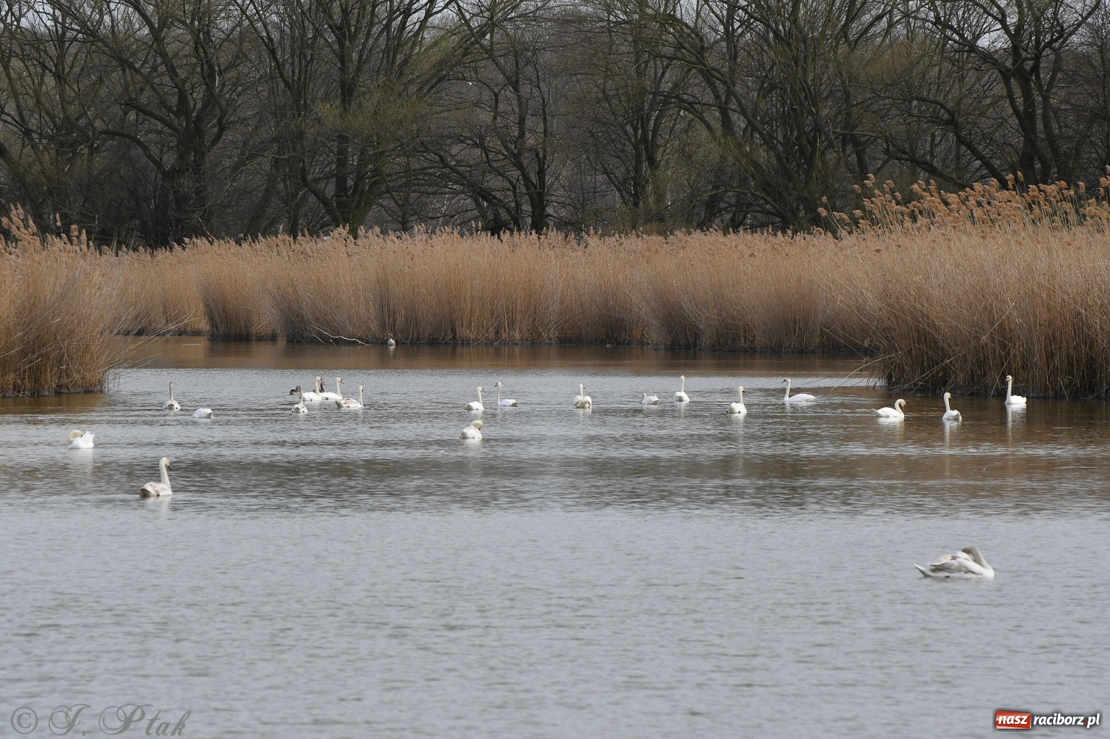 Zdjęcie w galerii na portalu naszraciborz.pl: Łężczok budzi się do życia. Album do pobrania [PDF] wiadomości z regionu