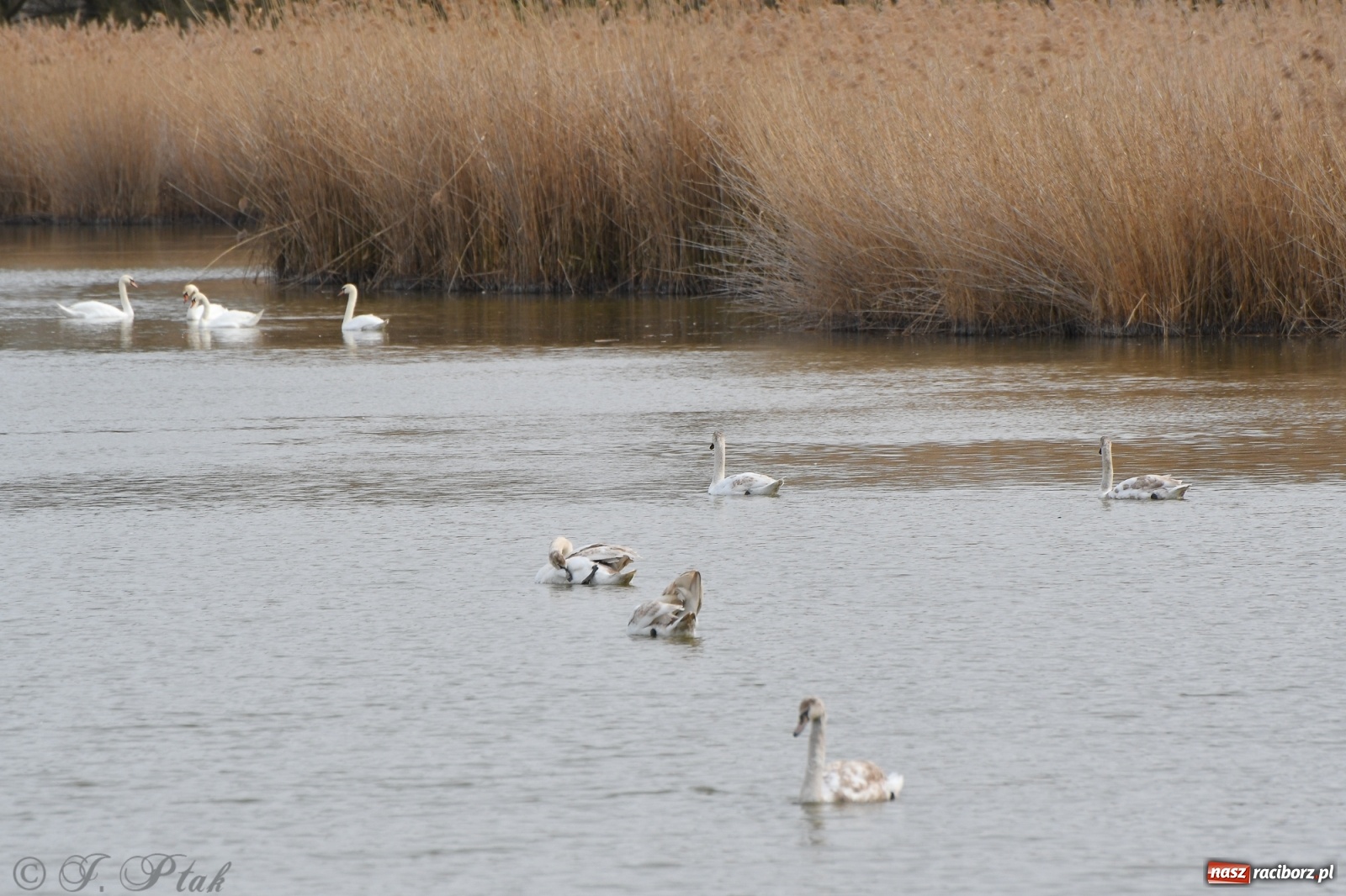 Zdjęcie w galerii na portalu naszraciborz.pl: Łężczok budzi się do życia. Album do pobrania [PDF] wiadomości z regionu