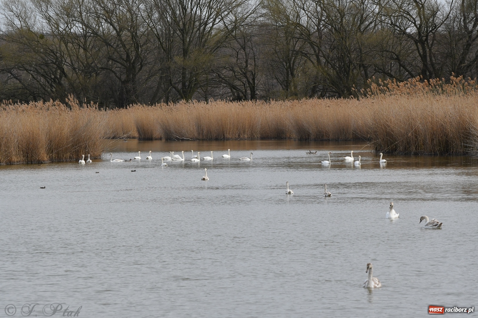 Zdjęcie w galerii na portalu naszraciborz.pl: Łężczok budzi się do życia. Album do pobrania [PDF] wiadomości z regionu