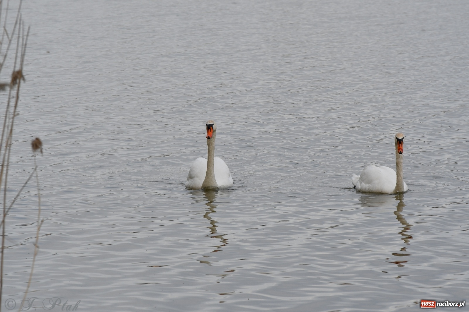 Zdjęcie w galerii na portalu naszraciborz.pl: Łężczok budzi się do życia. Album do pobrania [PDF] wiadomości z regionu