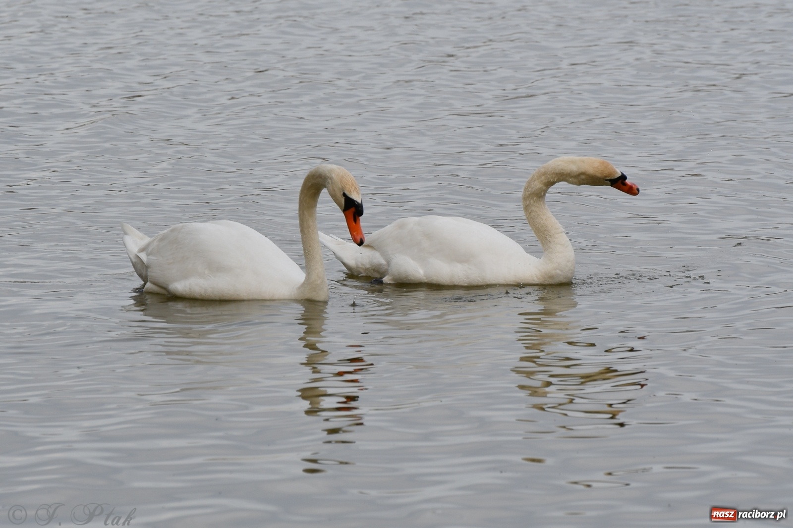Zdjęcie w galerii na portalu naszraciborz.pl: Łężczok budzi się do życia. Album do pobrania [PDF] wiadomości z regionu