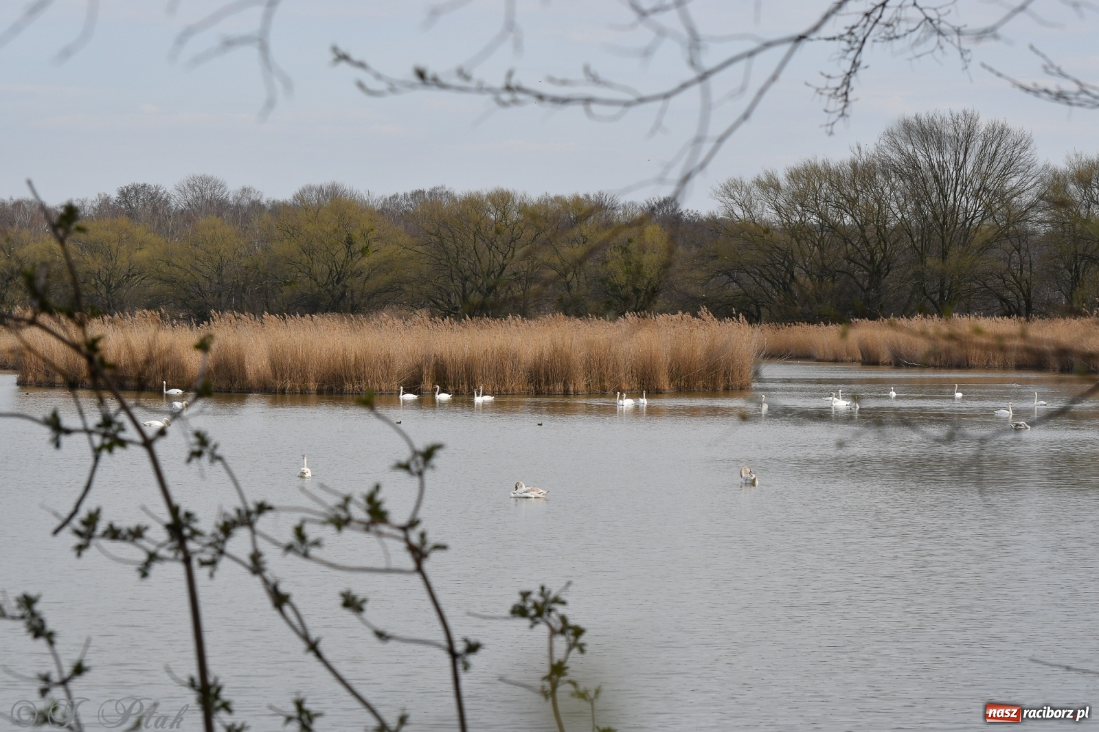 Zdjęcie w galerii na portalu naszraciborz.pl: Łężczok budzi się do życia. Album do pobrania [PDF] wiadomości z regionu