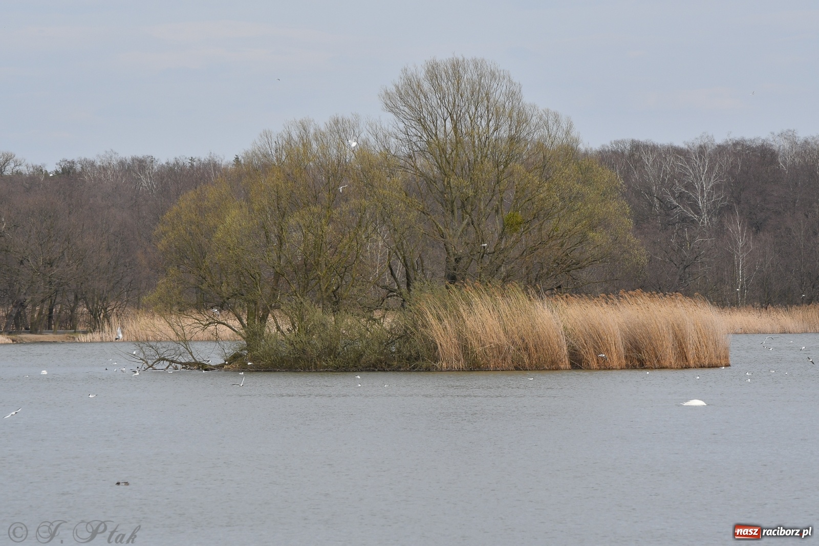 Zdjęcie w galerii na portalu naszraciborz.pl: Łężczok budzi się do życia. Album do pobrania [PDF] wiadomości z regionu