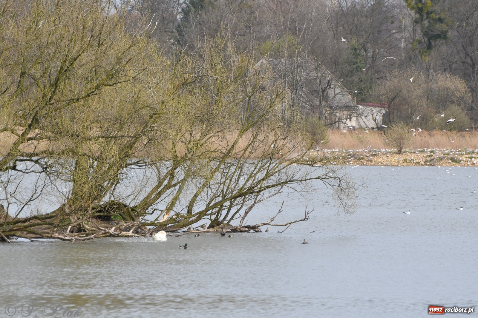 Zdjęcie w galerii na portalu naszraciborz.pl: Łężczok budzi się do życia. Album do pobrania [PDF] wiadomości z regionu