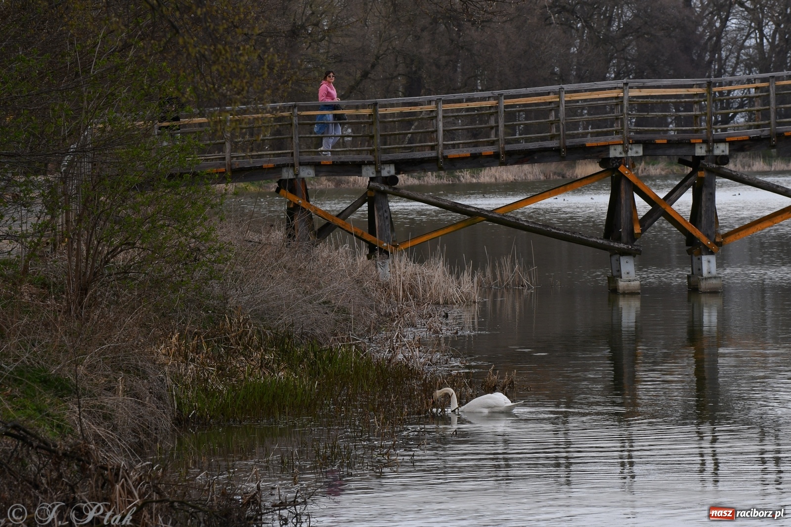 Zdjęcie w galerii na portalu naszraciborz.pl: Łężczok budzi się do życia. Album do pobrania [PDF] wiadomości z regionu