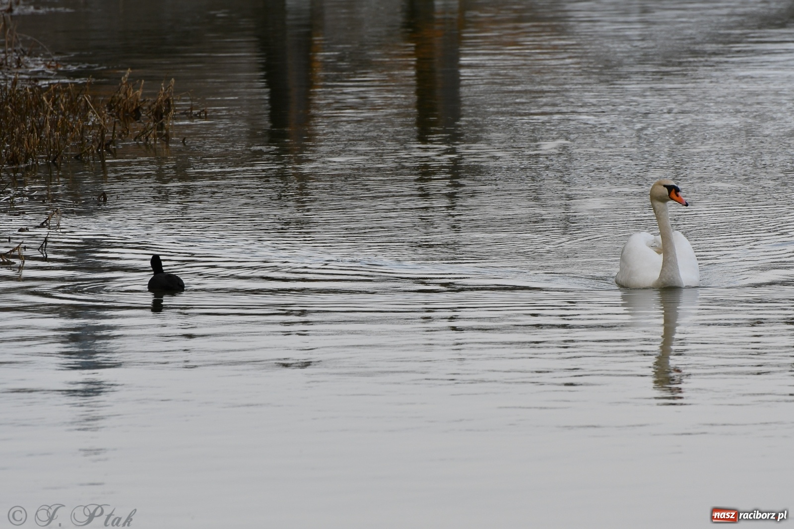 Zdjęcie w galerii na portalu naszraciborz.pl: Łężczok budzi się do życia. Album do pobrania [PDF] wiadomości z regionu