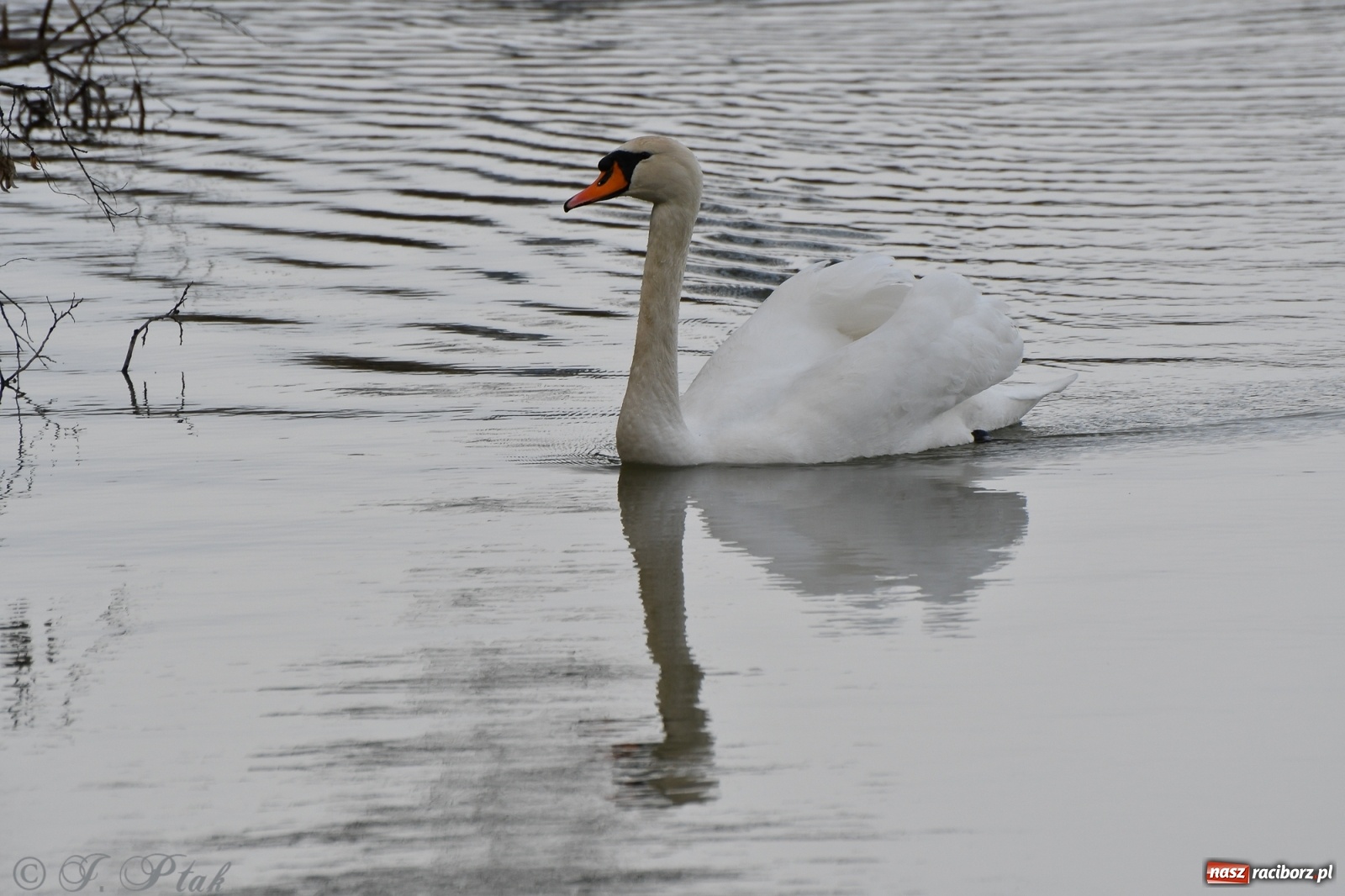 Zdjęcie w galerii na portalu naszraciborz.pl: Łężczok budzi się do życia. Album do pobrania [PDF] wiadomości z regionu