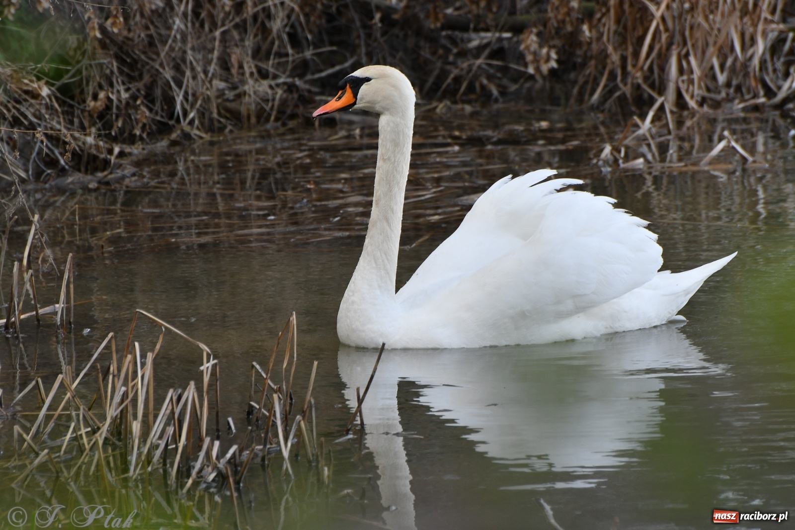 Zdjęcie w galerii na portalu naszraciborz.pl: Łężczok budzi się do życia. Album do pobrania [PDF] wiadomości z regionu