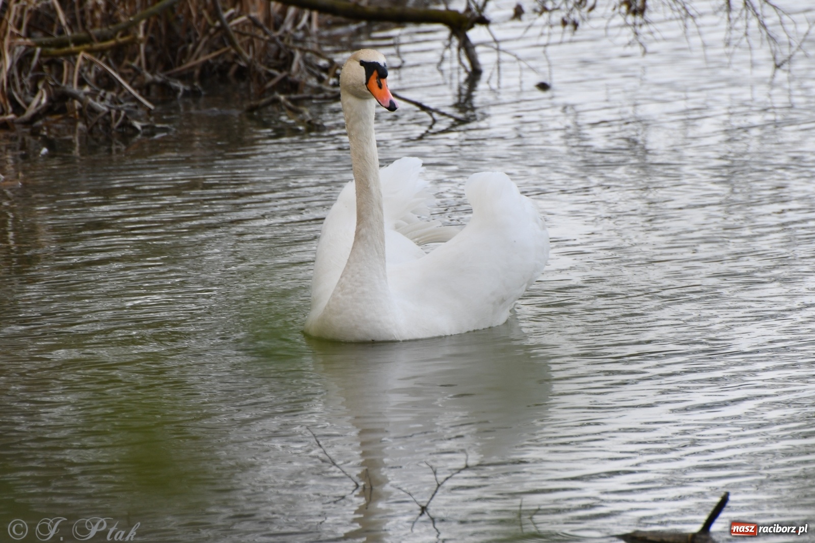 Zdjęcie w galerii na portalu naszraciborz.pl: Łężczok budzi się do życia. Album do pobrania [PDF] wiadomości z regionu