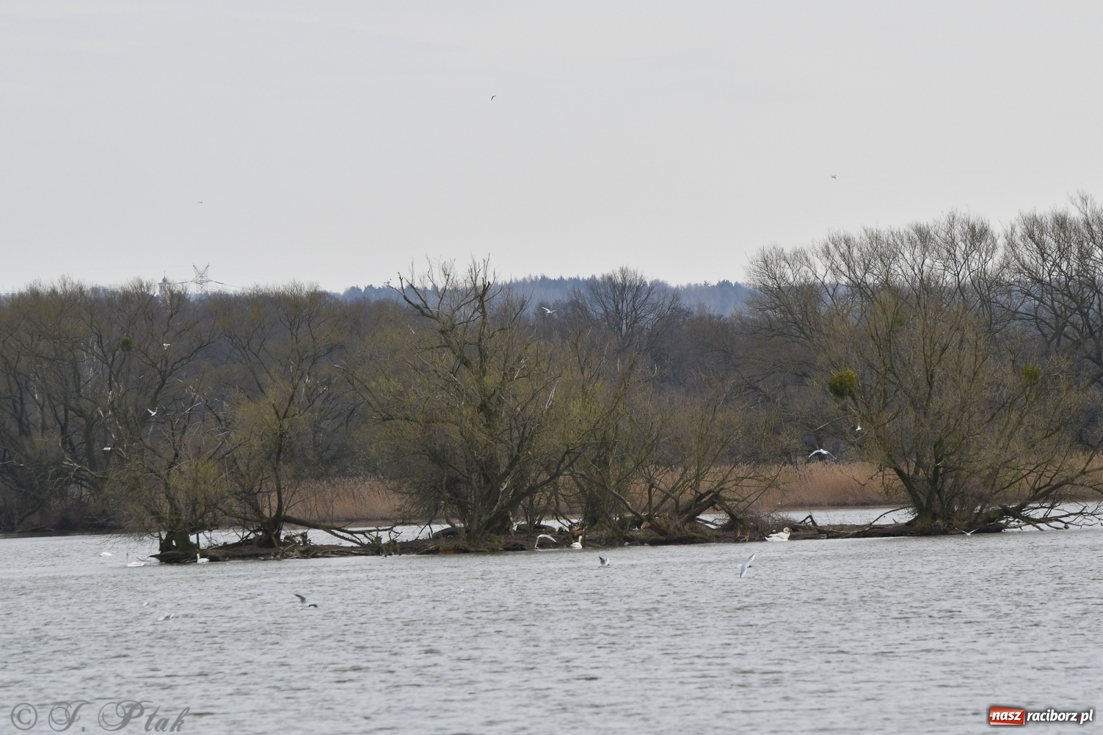 Zdjęcie w galerii na portalu naszraciborz.pl: Łężczok budzi się do życia. Album do pobrania [PDF] wiadomości z regionu