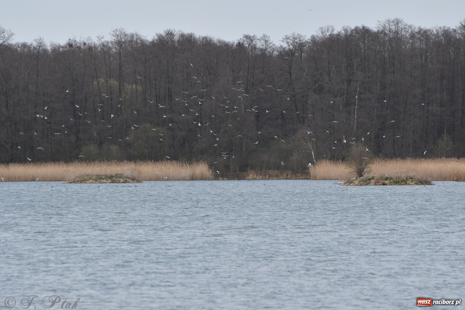 Zdjęcie w galerii na portalu naszraciborz.pl: Łężczok budzi się do życia. Album do pobrania [PDF] wiadomości z regionu