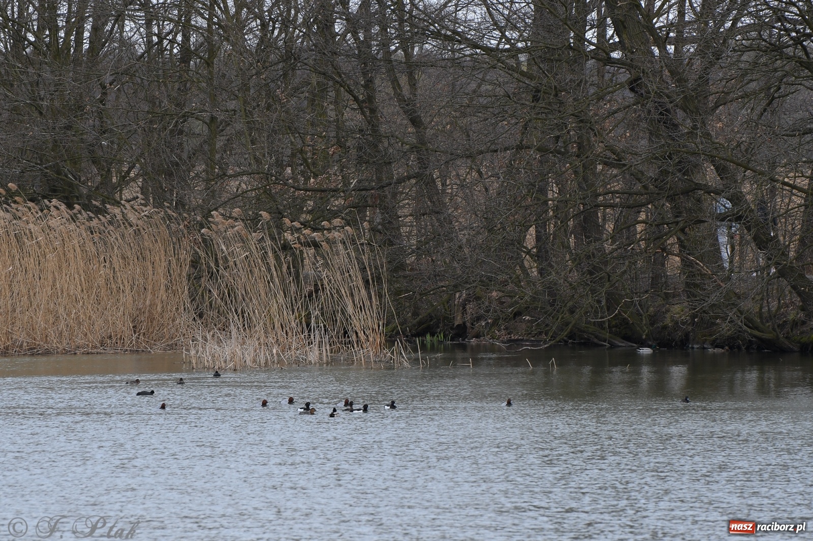 Zdjęcie w galerii na portalu naszraciborz.pl: Łężczok budzi się do życia. Album do pobrania [PDF] wiadomości z regionu