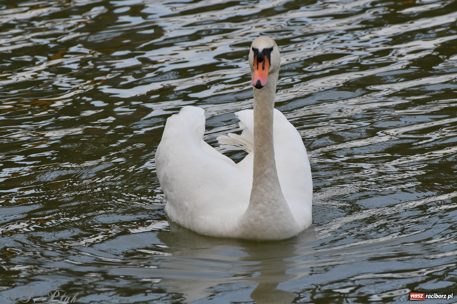 Zdjęcie w galerii na portalu naszraciborz.pl: Łężczok budzi się do życia. Album do pobrania [PDF] wiadomości z regionu