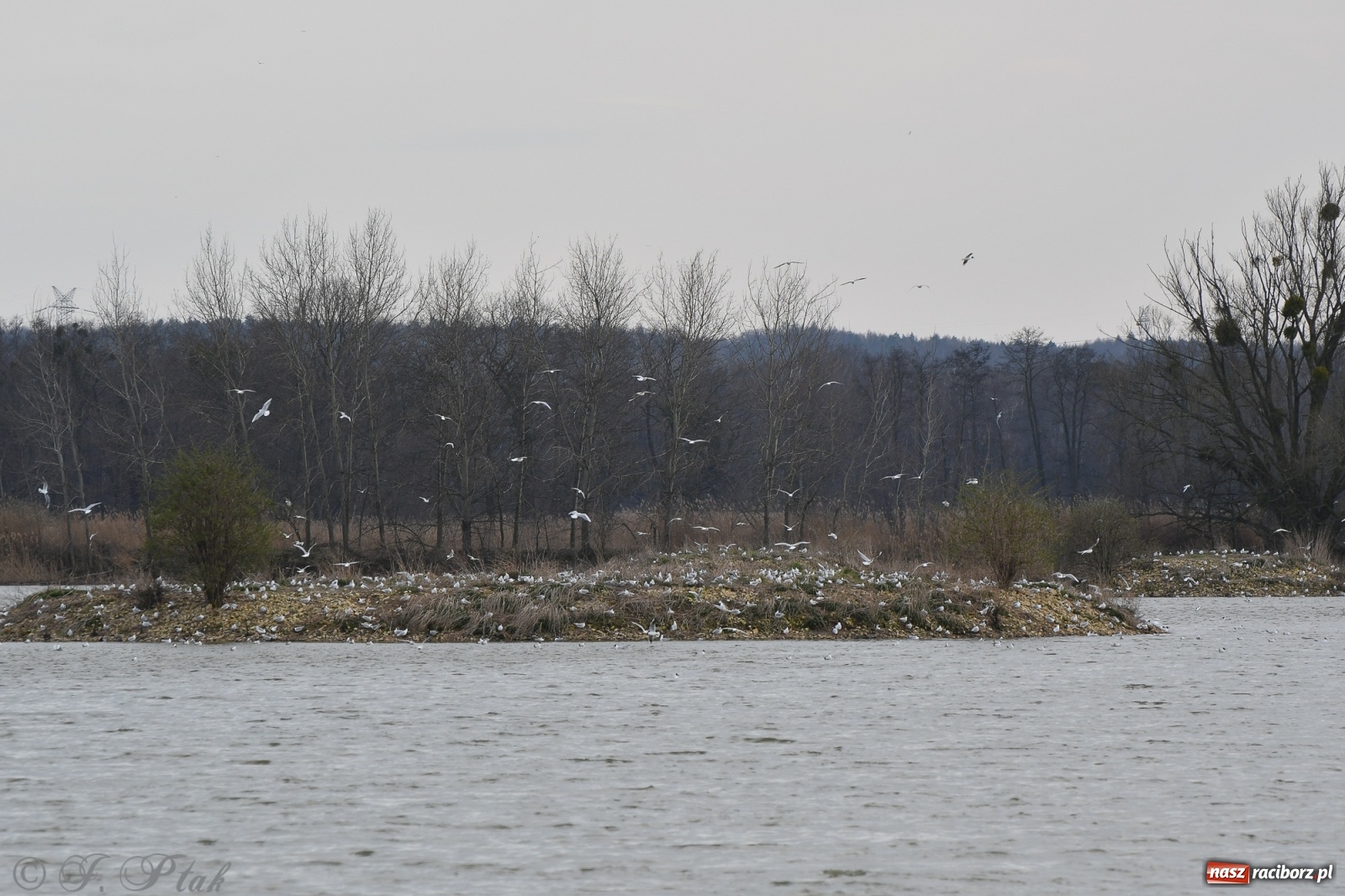 Zdjęcie w galerii na portalu naszraciborz.pl: Łężczok budzi się do życia. Album do pobrania [PDF] wiadomości z regionu