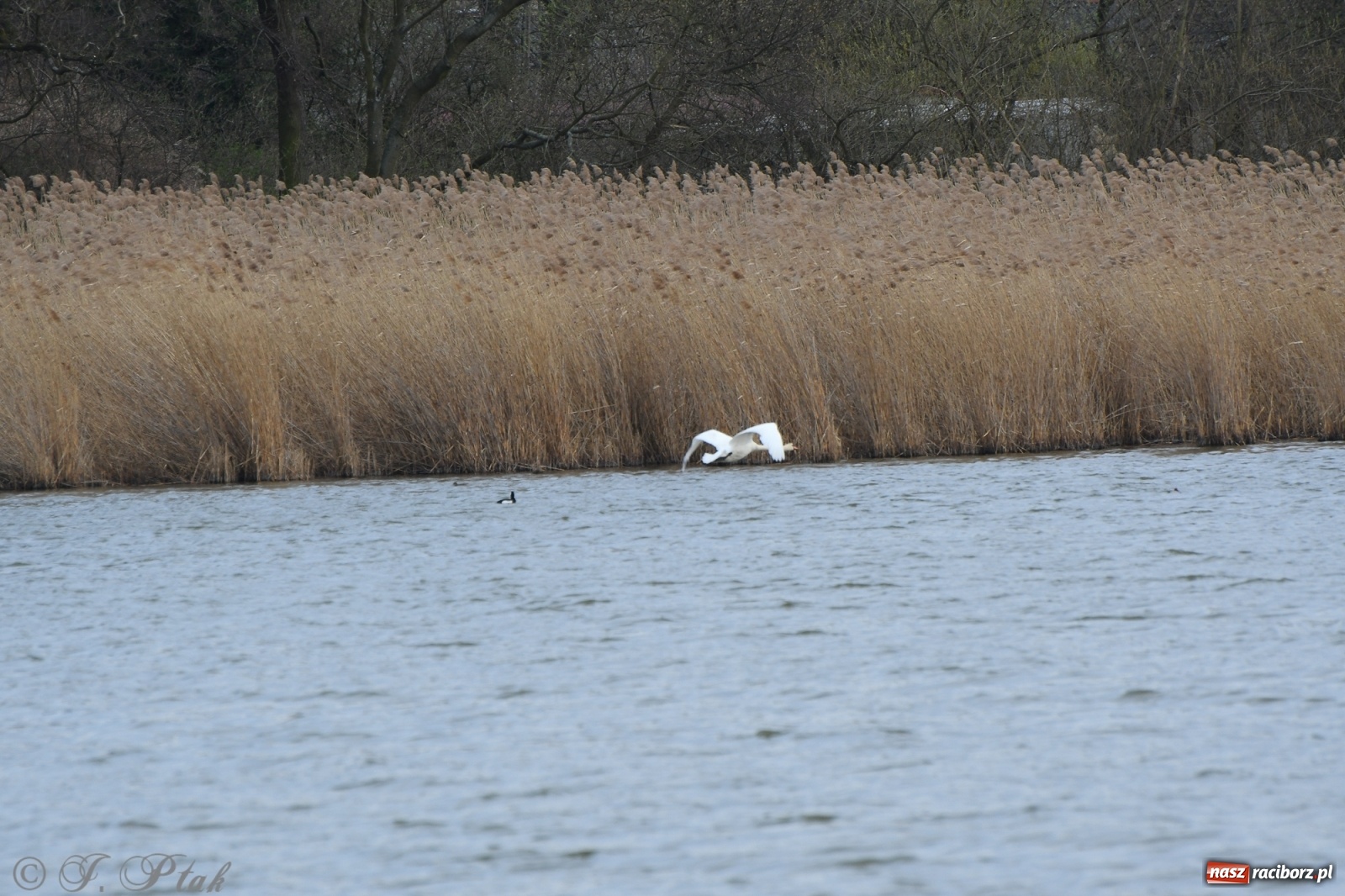 Zdjęcie w galerii na portalu naszraciborz.pl: Łężczok budzi się do życia. Album do pobrania [PDF] wiadomości z regionu