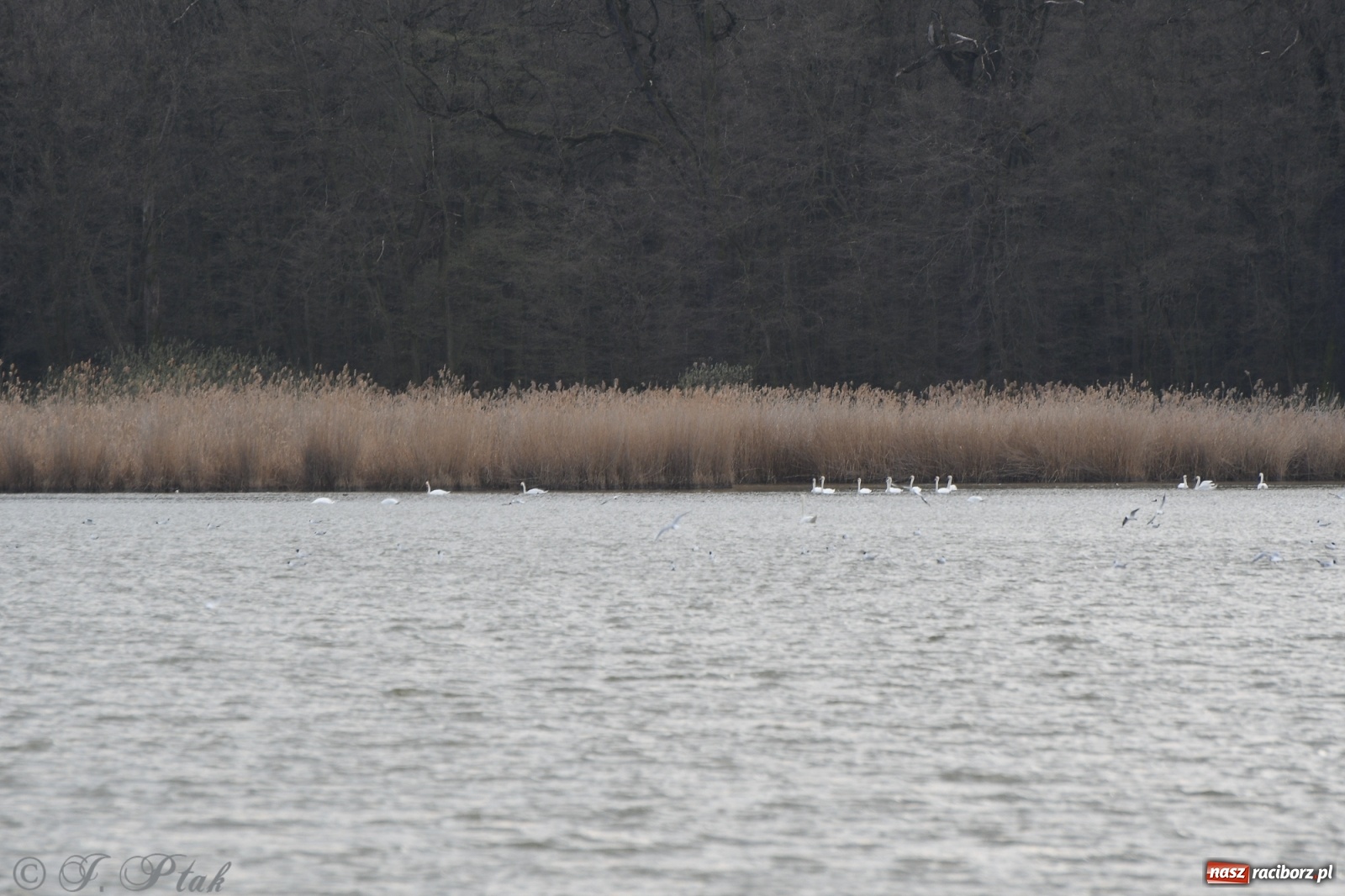 Zdjęcie w galerii na portalu naszraciborz.pl: Łężczok budzi się do życia. Album do pobrania [PDF] wiadomości z regionu