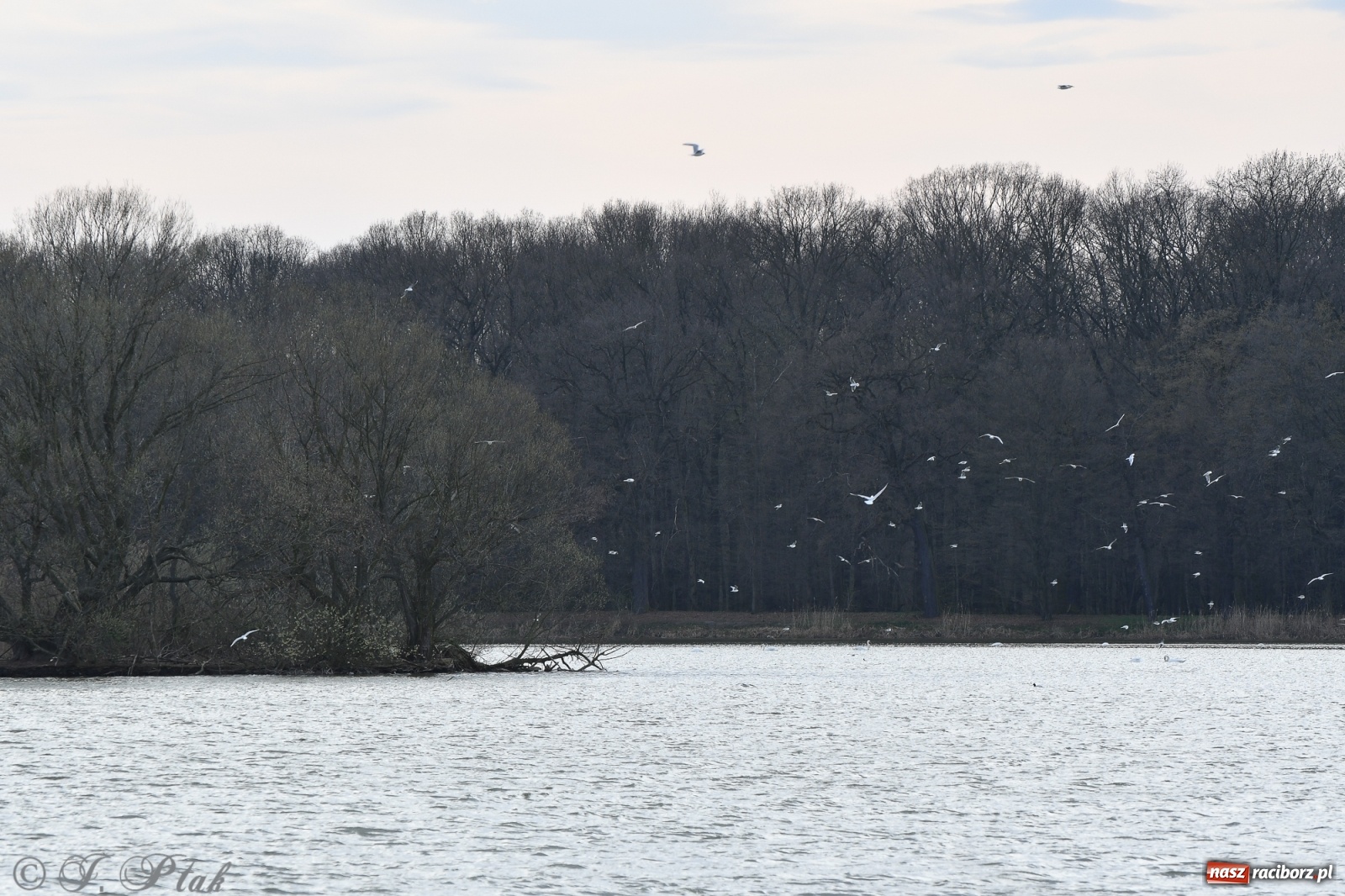 Zdjęcie w galerii na portalu naszraciborz.pl: Łężczok budzi się do życia. Album do pobrania [PDF] wiadomości z regionu