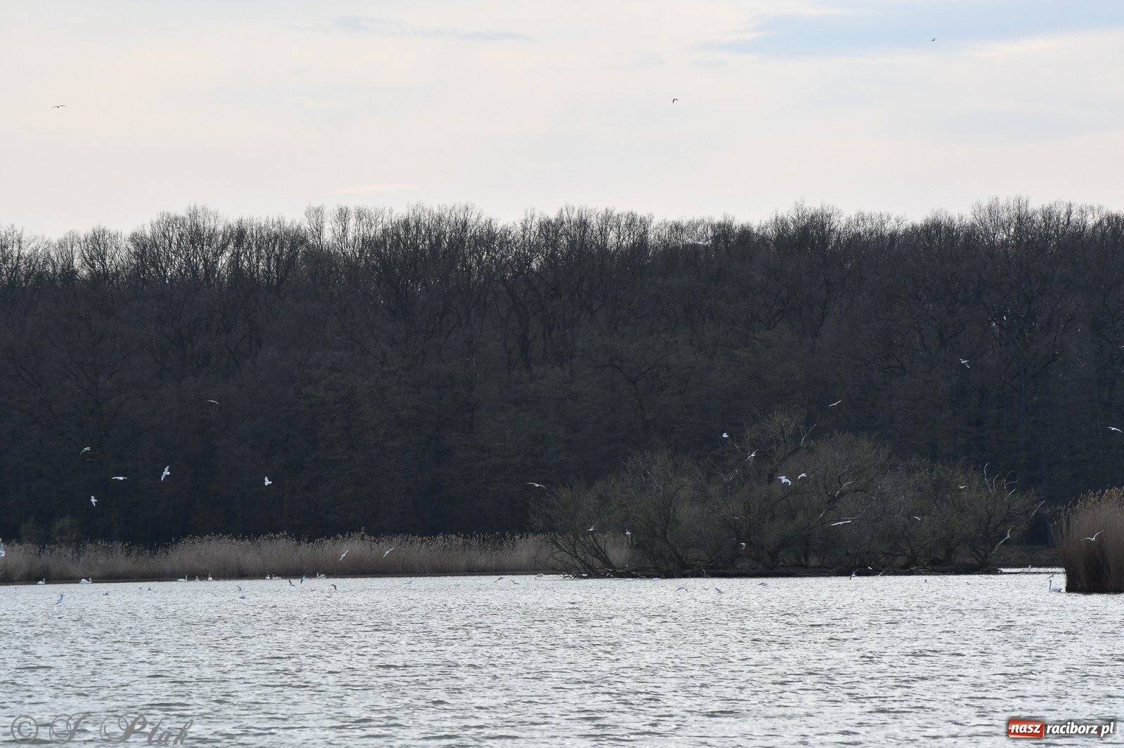 Zdjęcie w galerii na portalu naszraciborz.pl: Łężczok budzi się do życia. Album do pobrania [PDF] wiadomości z regionu
