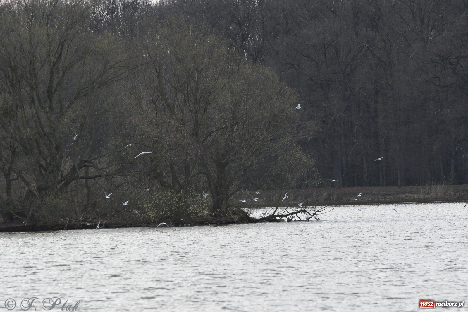 Zdjęcie w galerii na portalu naszraciborz.pl: Łężczok budzi się do życia. Album do pobrania [PDF] wiadomości z regionu