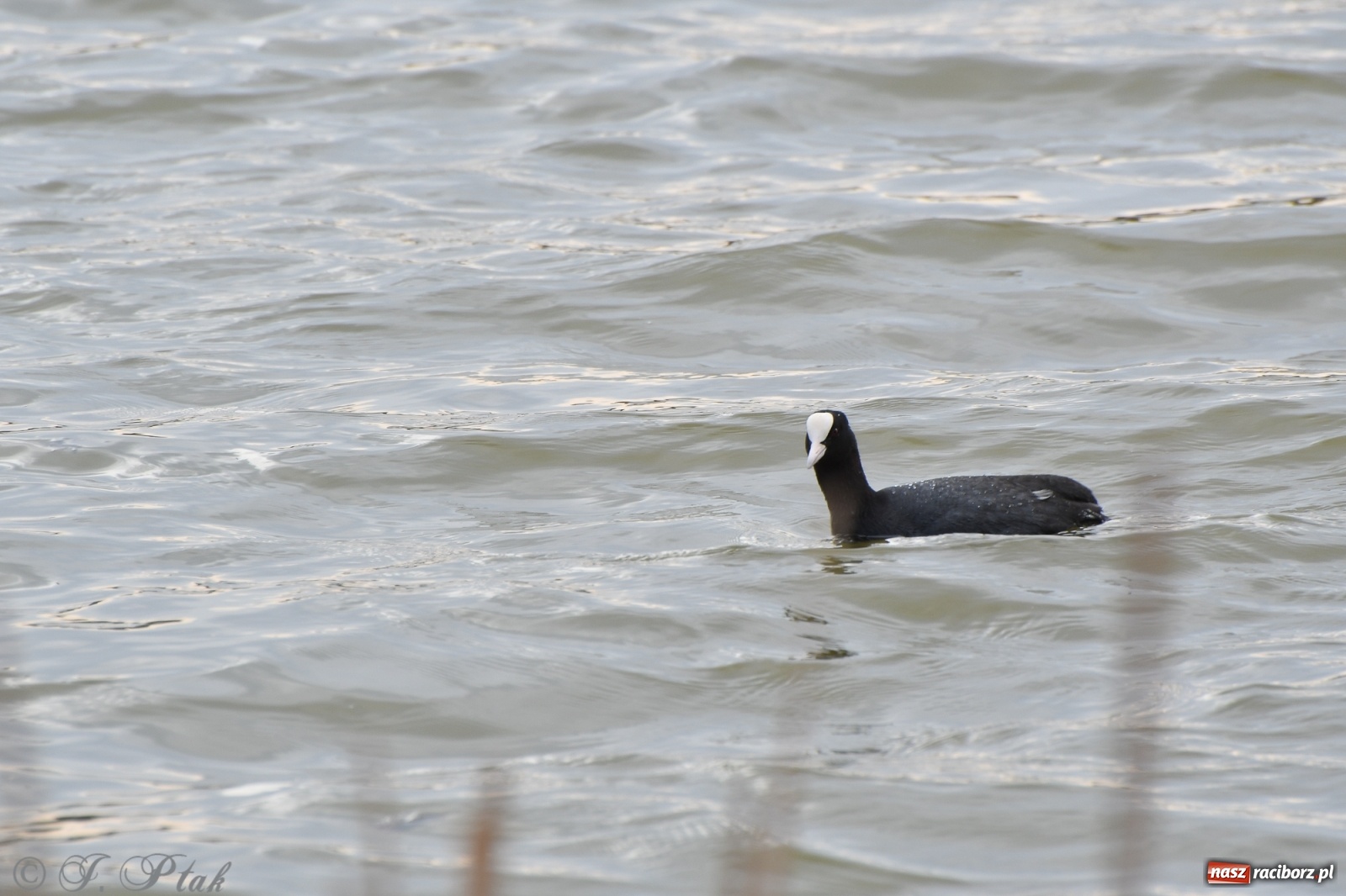 Zdjęcie w galerii na portalu naszraciborz.pl: Łężczok budzi się do życia. Album do pobrania [PDF] wiadomości z regionu
