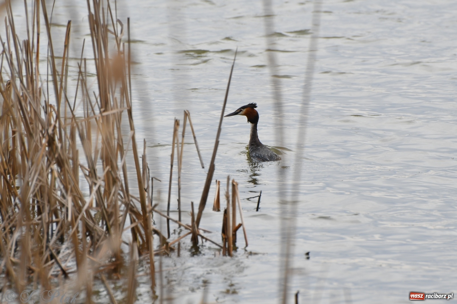 Zdjęcie w galerii na portalu naszraciborz.pl: Łężczok budzi się do życia. Album do pobrania [PDF] wiadomości z regionu