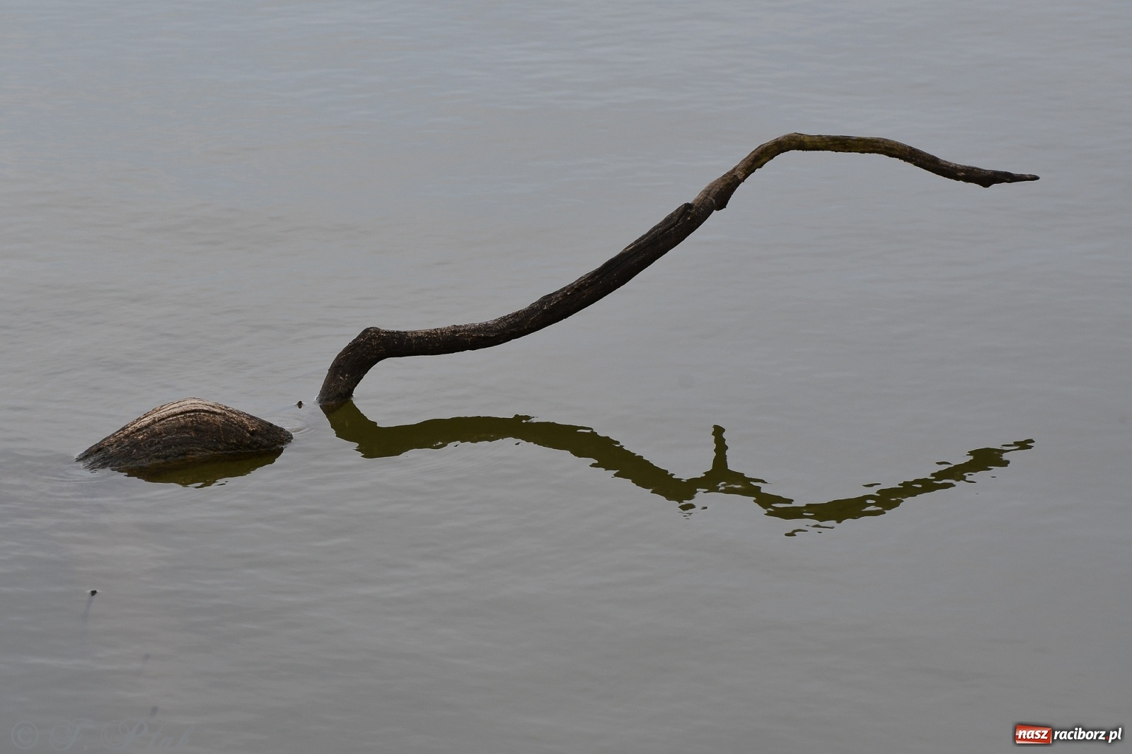 Zdjęcie w galerii na portalu naszraciborz.pl: Łężczok budzi się do życia. Album do pobrania [PDF] wiadomości z regionu