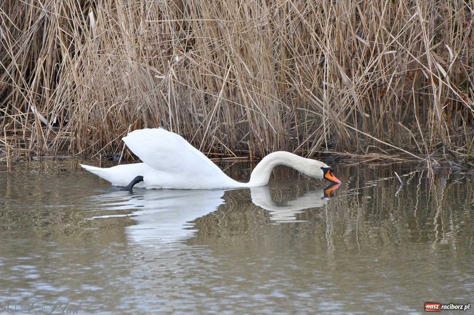 Zdjęcie w galerii na portalu naszraciborz.pl: Łężczok budzi się do życia. Album do pobrania [PDF] wiadomości z regionu