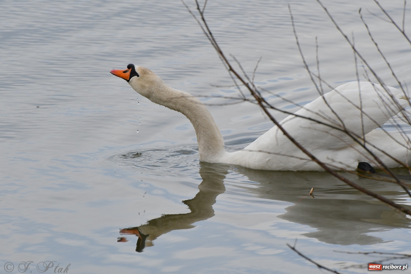 Zdjęcie w galerii na portalu naszraciborz.pl: Łężczok budzi się do życia. Album do pobrania [PDF] wiadomości z regionu