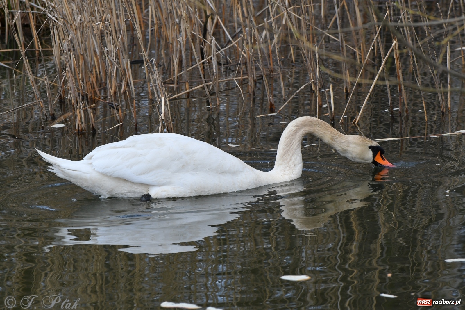 Zdjęcie w galerii na portalu naszraciborz.pl: Łężczok budzi się do życia. Album do pobrania [PDF] wiadomości z regionu