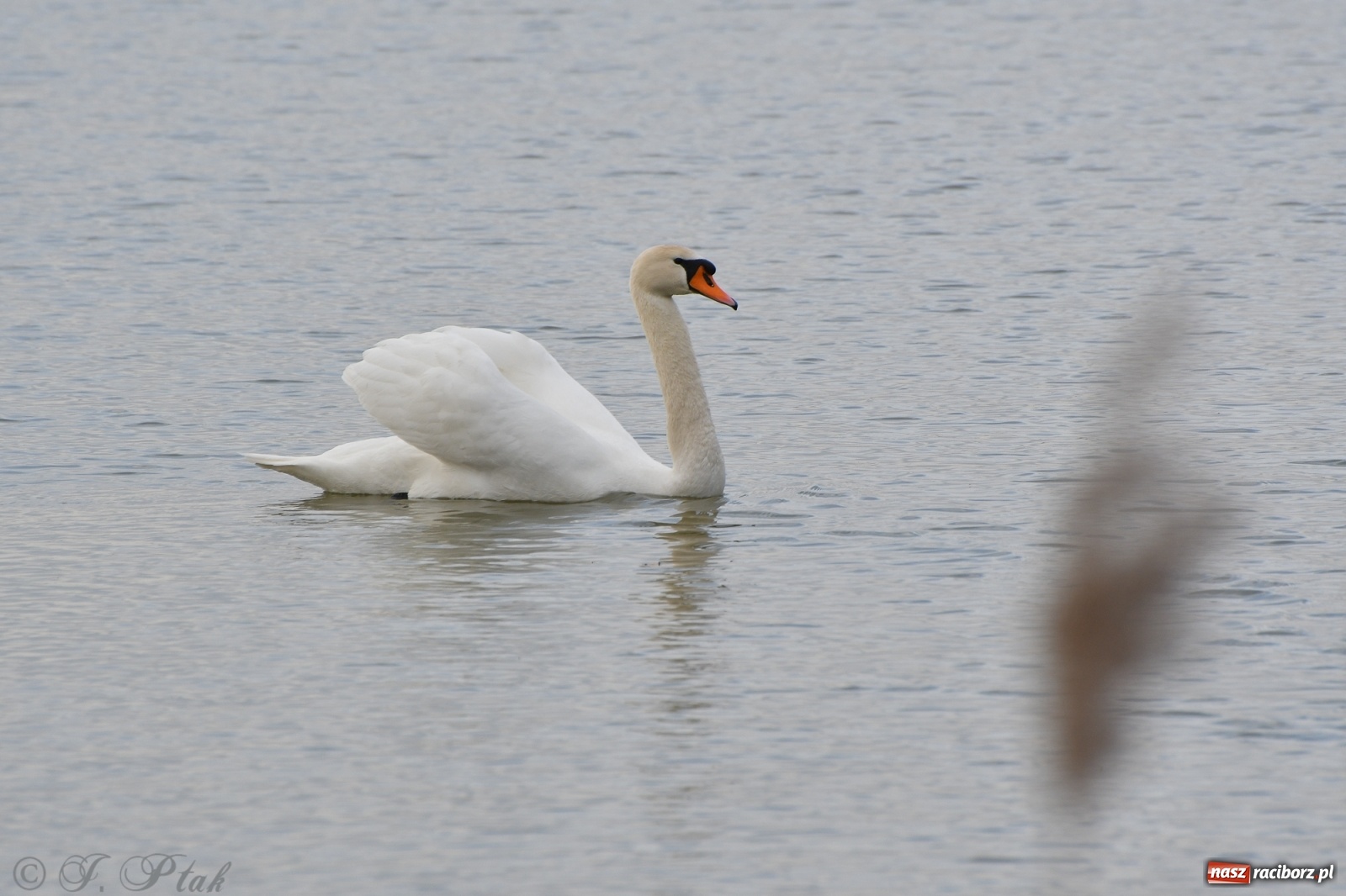 Zdjęcie w galerii na portalu naszraciborz.pl: Łężczok budzi się do życia. Album do pobrania [PDF] wiadomości z regionu