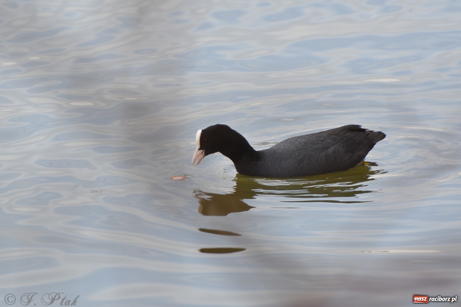 Zdjęcie w galerii na portalu naszraciborz.pl: Łężczok budzi się do życia. Album do pobrania [PDF] wiadomości z regionu