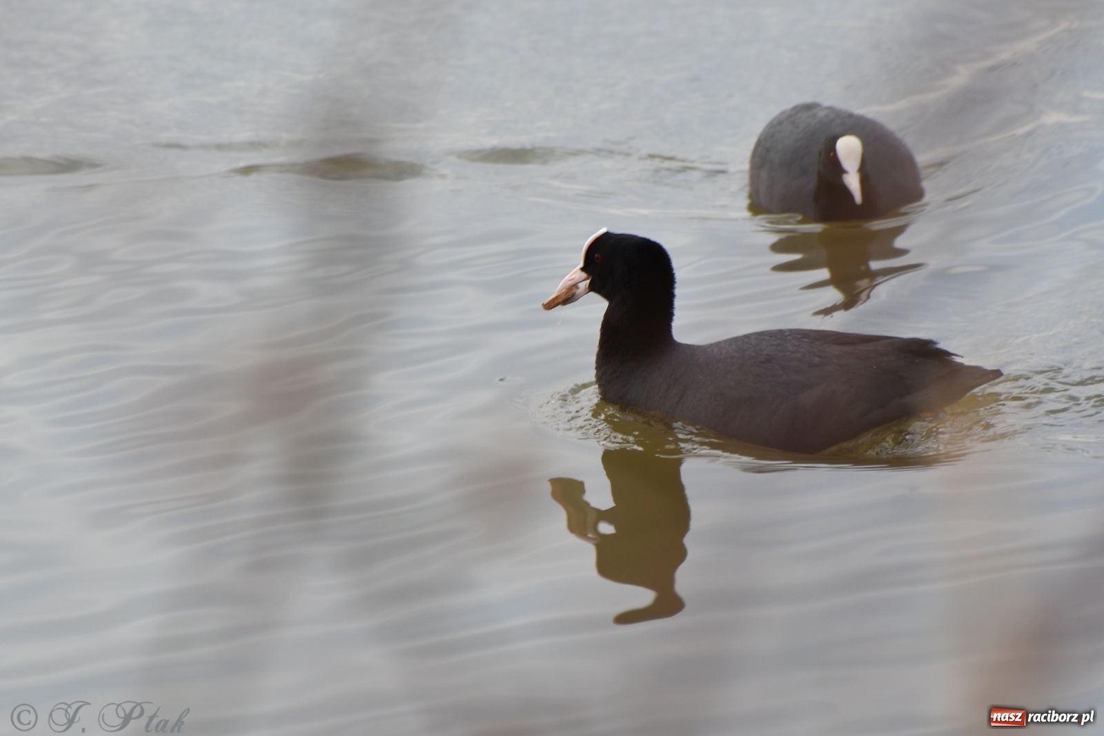 Zdjęcie w galerii na portalu naszraciborz.pl: Łężczok budzi się do życia. Album do pobrania [PDF] wiadomości z regionu