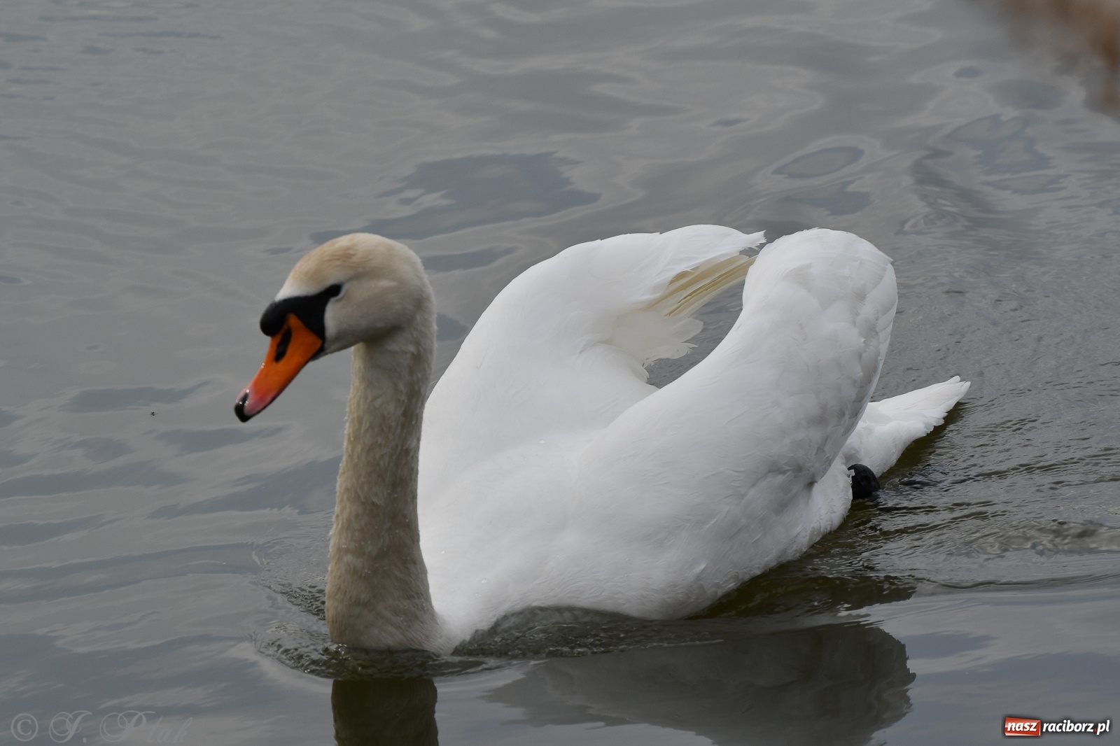Zdjęcie w galerii na portalu naszraciborz.pl: Łężczok budzi się do życia. Album do pobrania [PDF] wiadomości z regionu