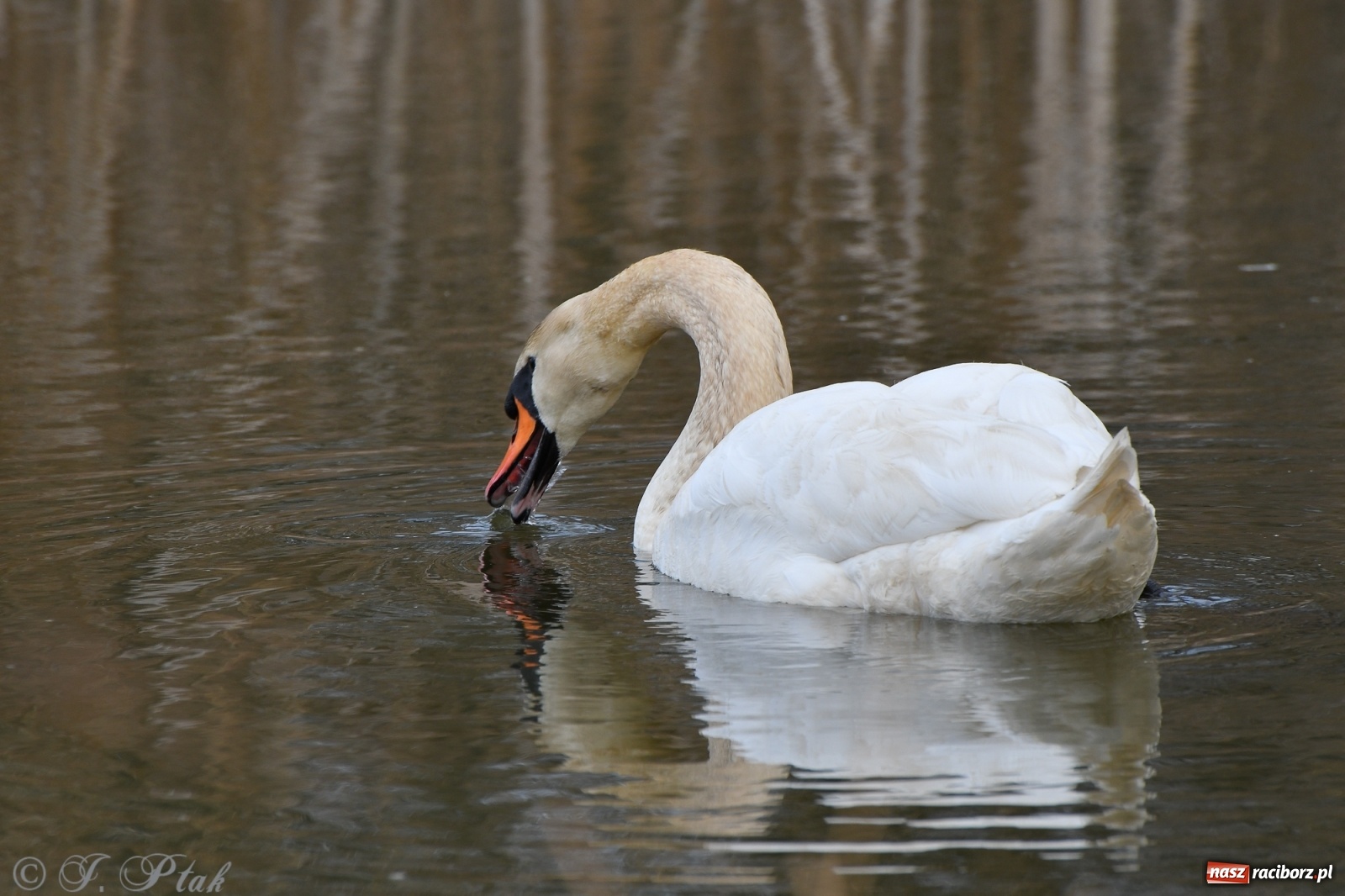 Zdjęcie w galerii na portalu naszraciborz.pl: Łężczok budzi się do życia. Album do pobrania [PDF] wiadomości z regionu