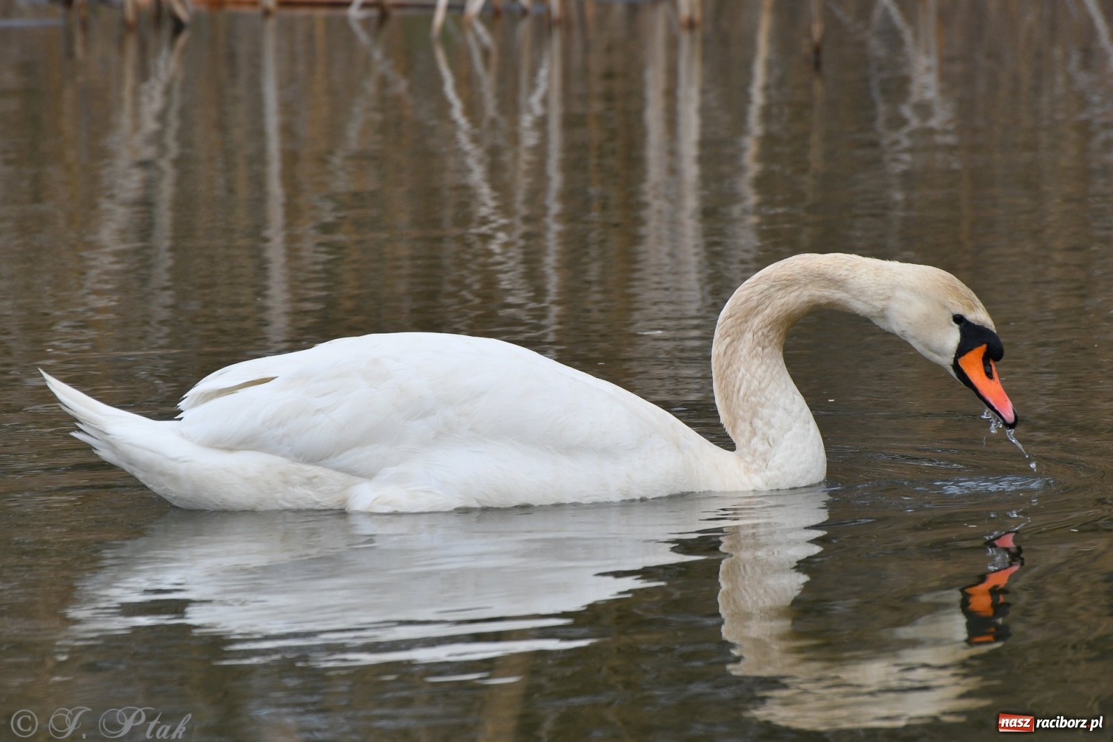 Zdjęcie w galerii na portalu naszraciborz.pl: Łężczok budzi się do życia. Album do pobrania [PDF] wiadomości z regionu