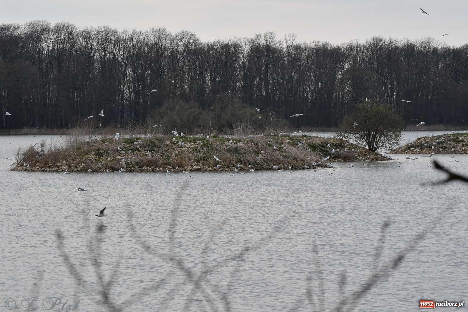 Zdjęcie w galerii na portalu naszraciborz.pl: Łężczok budzi się do życia. Album do pobrania [PDF] wiadomości z regionu