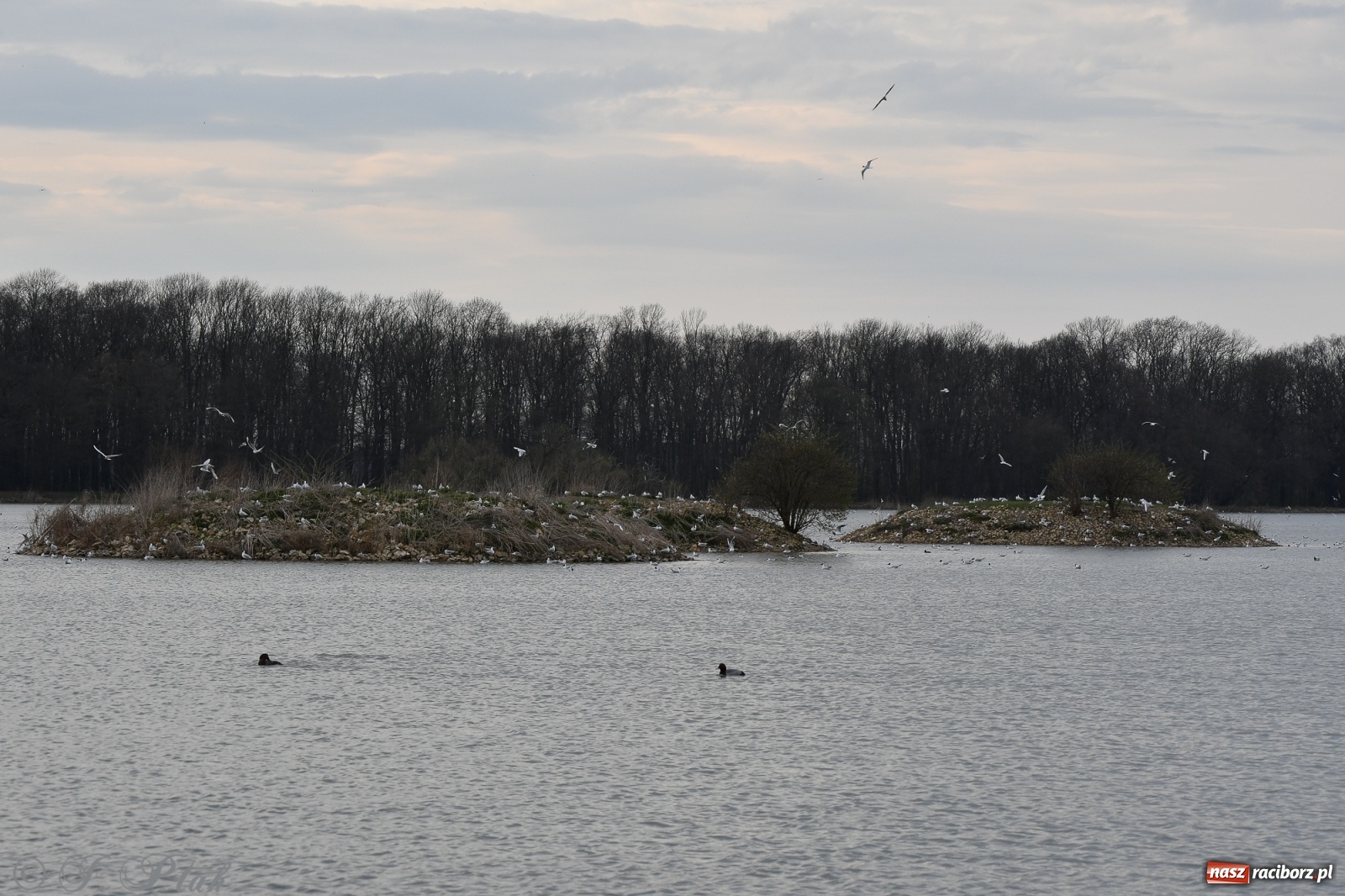 Zdjęcie w galerii na portalu naszraciborz.pl: Łężczok budzi się do życia. Album do pobrania [PDF] wiadomości z regionu