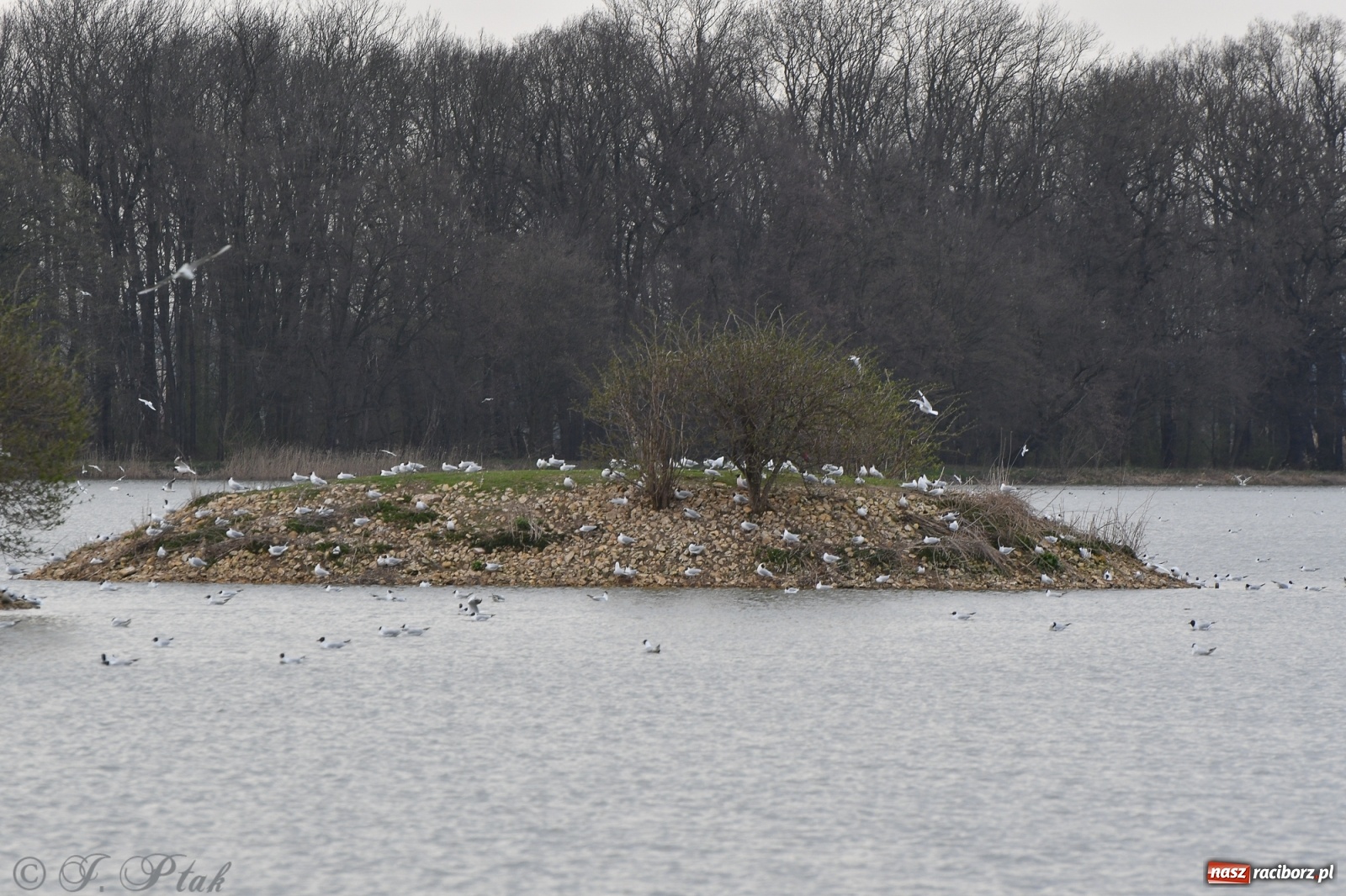 Zdjęcie w galerii na portalu naszraciborz.pl: Łężczok budzi się do życia. Album do pobrania [PDF] wiadomości z regionu