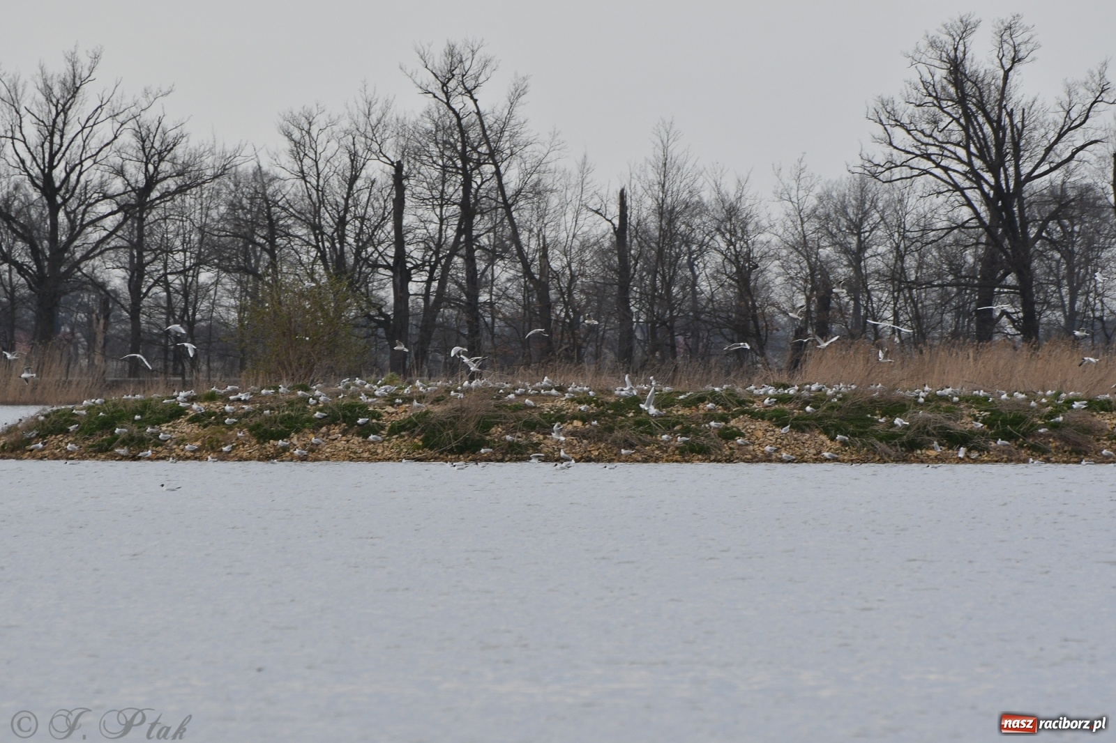 Zdjęcie w galerii na portalu naszraciborz.pl: Łężczok budzi się do życia. Album do pobrania [PDF] wiadomości z regionu