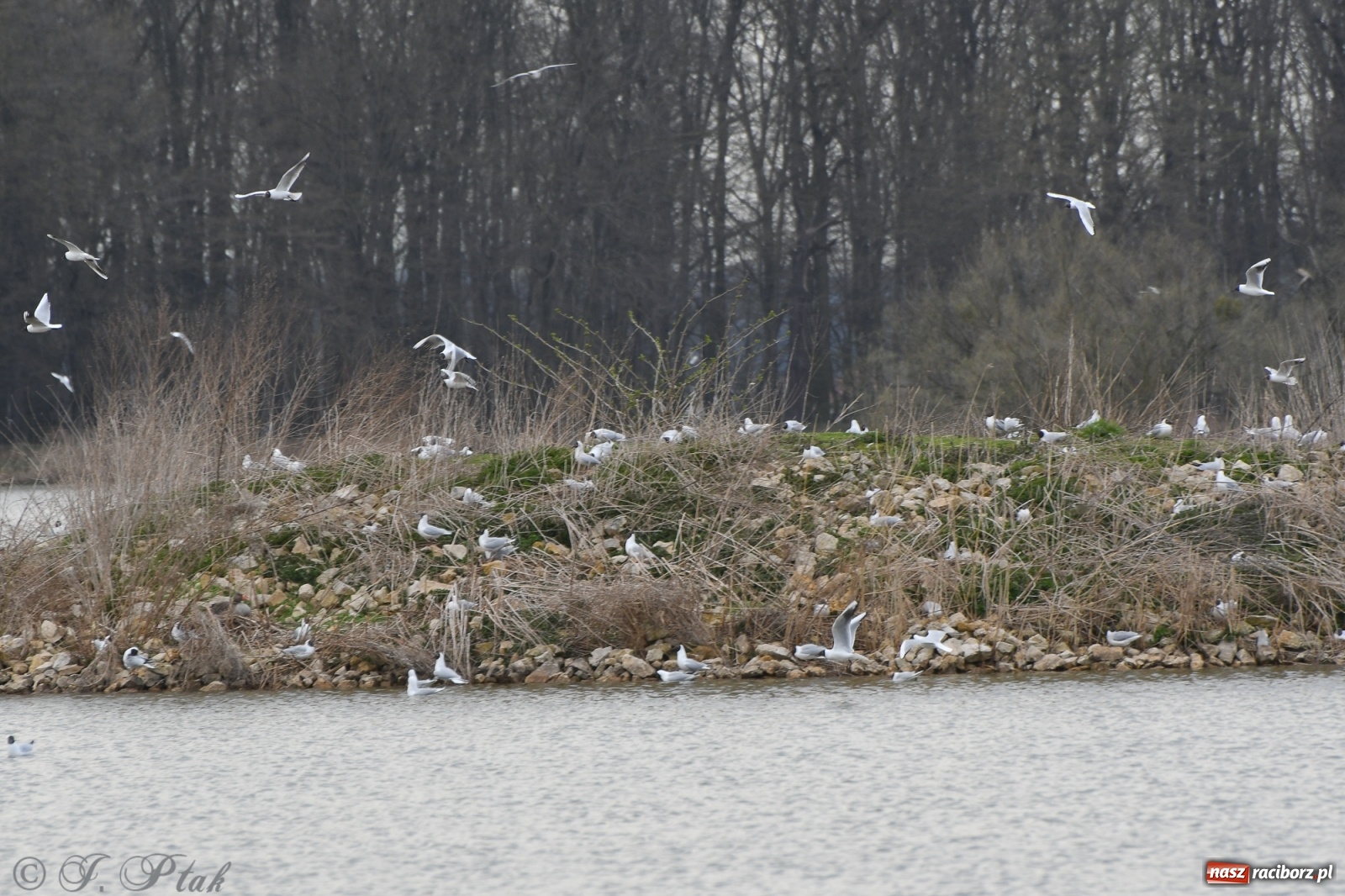 Zdjęcie w galerii na portalu naszraciborz.pl: Łężczok budzi się do życia. Album do pobrania [PDF] wiadomości z regionu