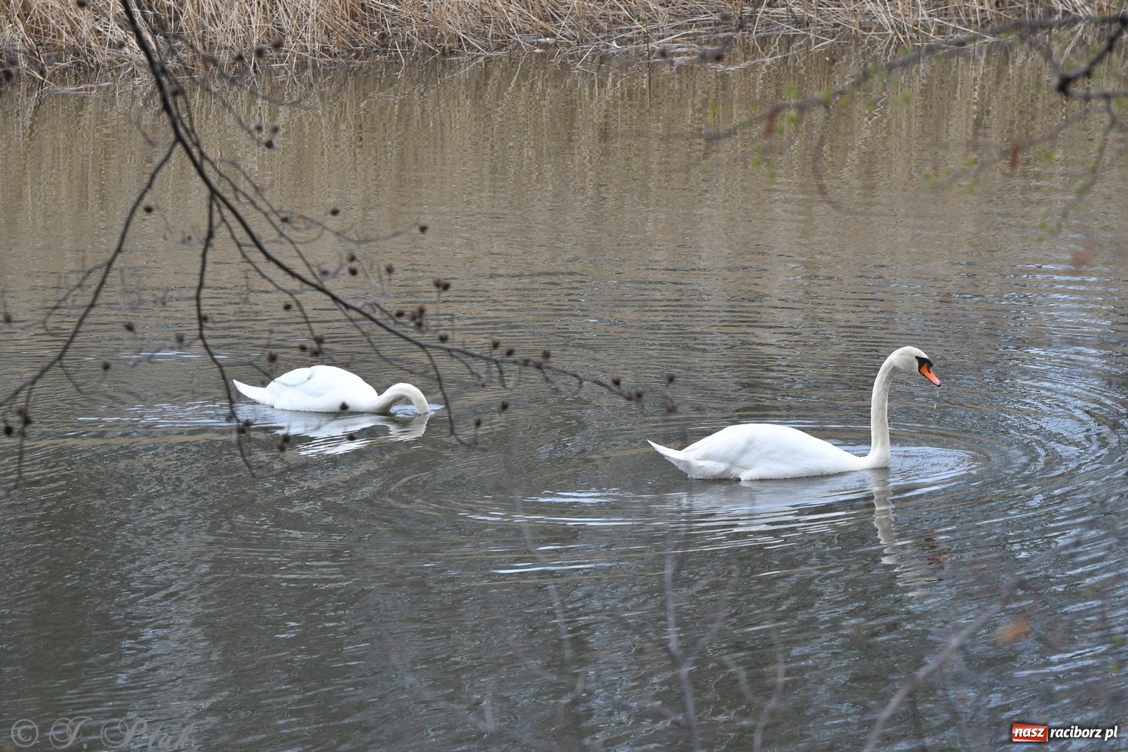 Zdjęcie w galerii na portalu naszraciborz.pl: Łężczok budzi się do życia. Album do pobrania [PDF] wiadomości z regionu