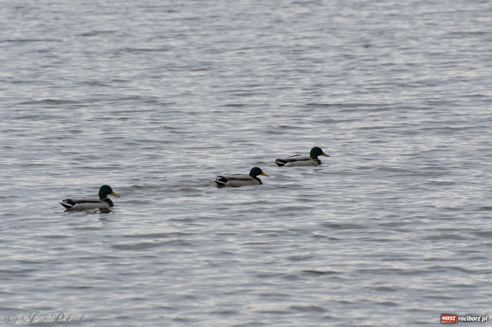 Zdjęcie w galerii na portalu naszraciborz.pl: Łężczok budzi się do życia. Album do pobrania [PDF] wiadomości z regionu