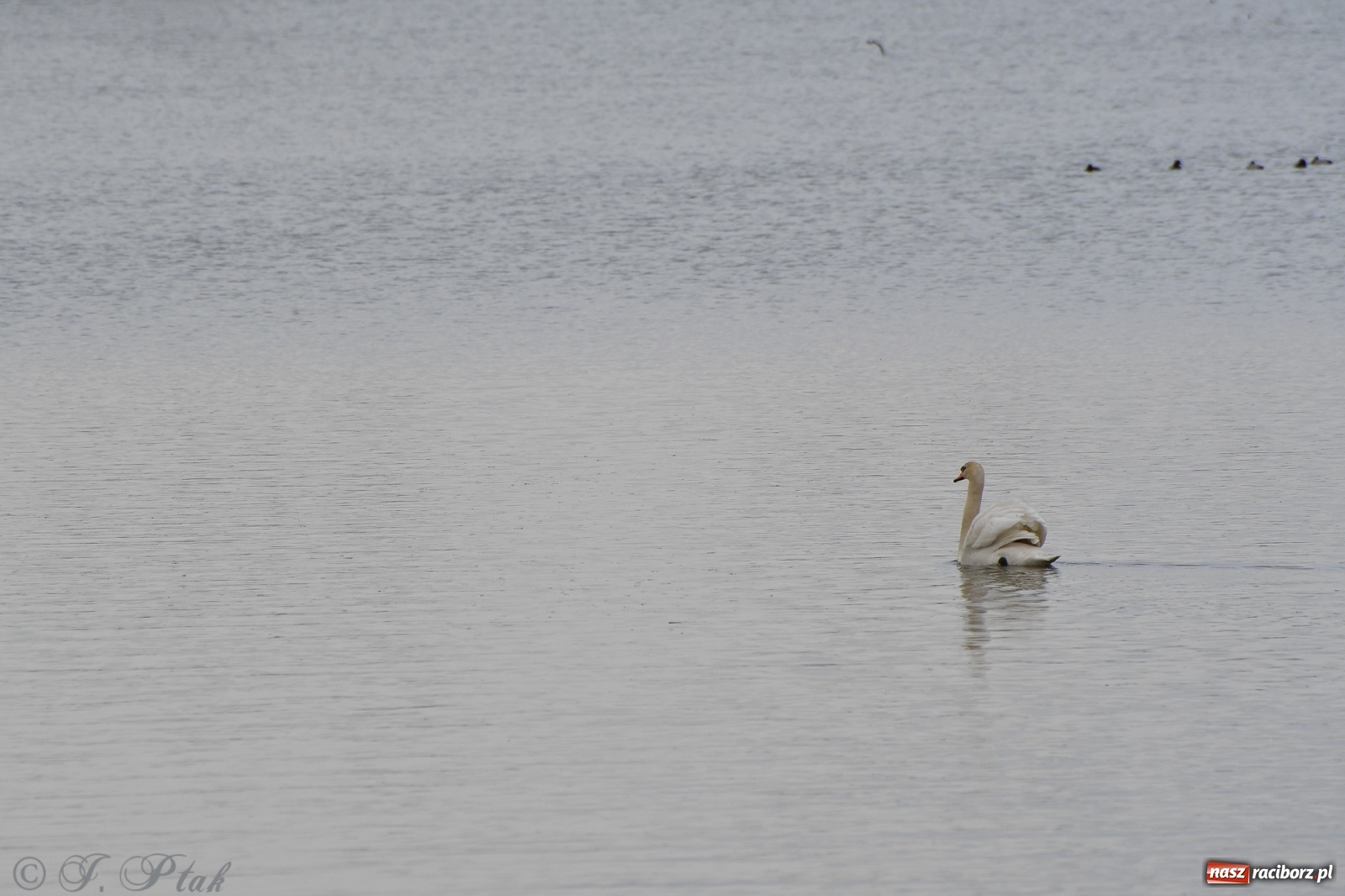 Zdjęcie w galerii na portalu naszraciborz.pl: Łężczok budzi się do życia. Album do pobrania [PDF] wiadomości z regionu