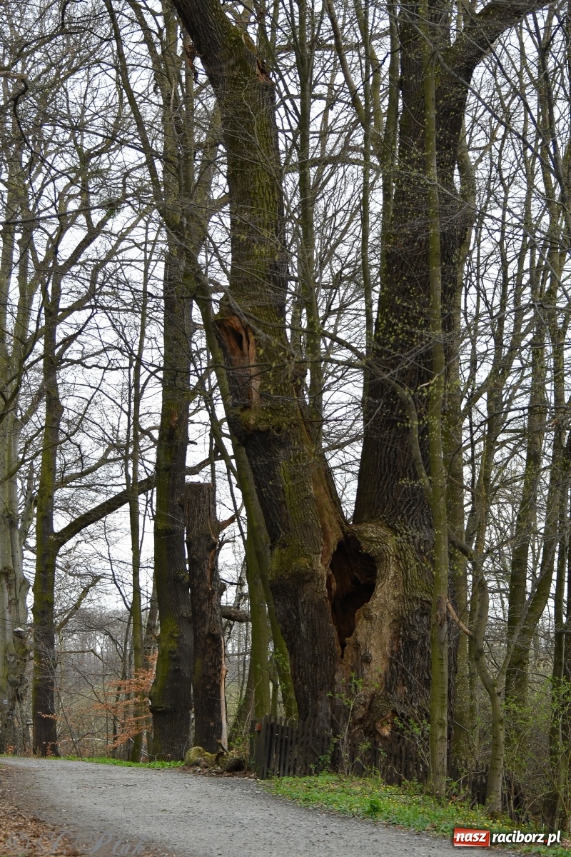 Zdjęcie w galerii na portalu naszraciborz.pl: Łężczok budzi się do życia. Album do pobrania [PDF] wiadomości z regionu