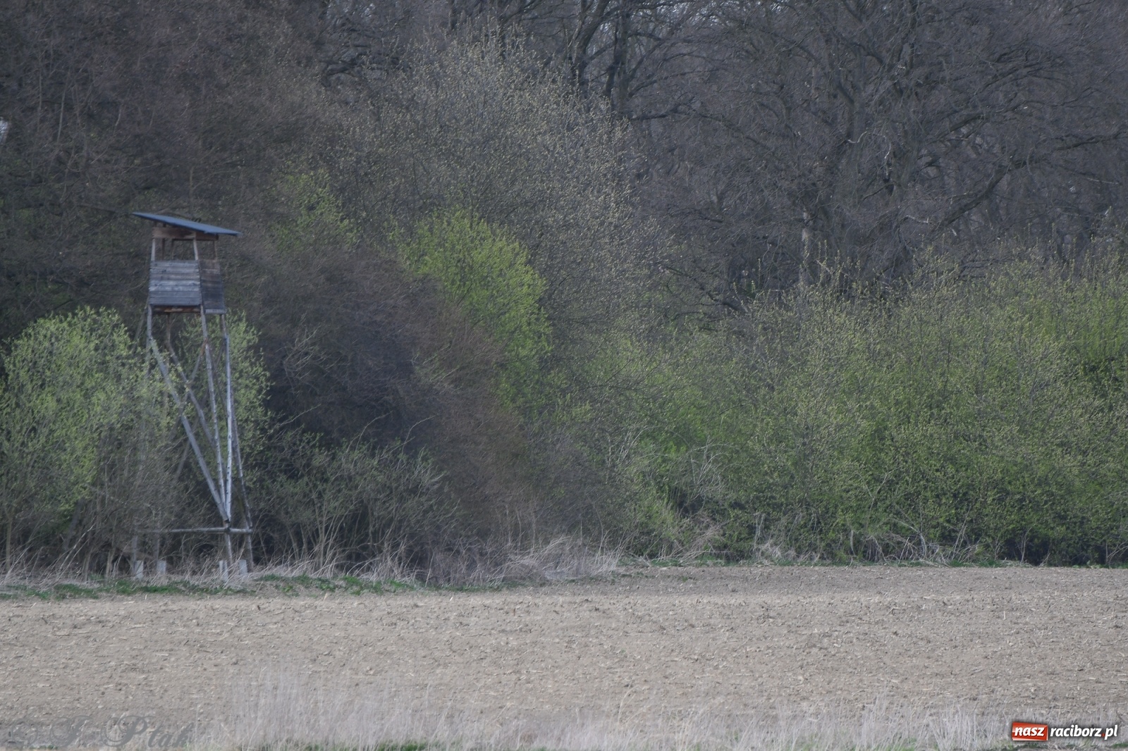 Zdjęcie w galerii na portalu naszraciborz.pl: Łężczok budzi się do życia. Album do pobrania [PDF] wiadomości z regionu