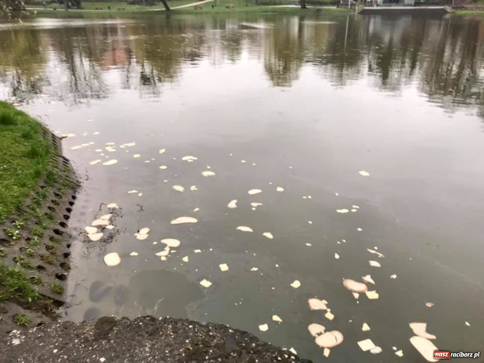 Zdjęcie w galerii na portalu naszraciborz.pl: Kaczkomat i kosze pod Arboretum. Drobne rzeczy, które cieszą wiadomości z regionu