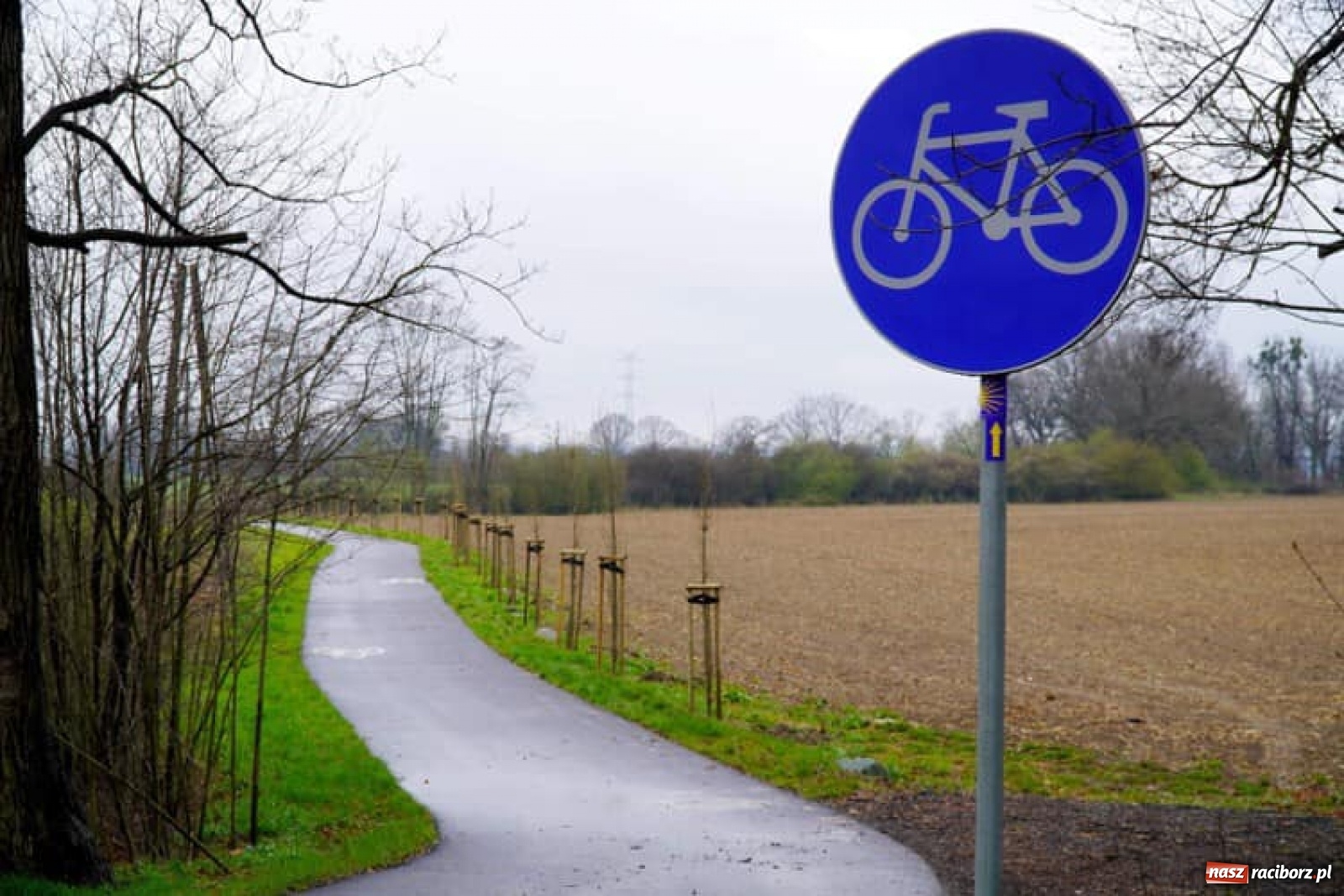 Zdjęcie w galerii na portalu naszraciborz.pl: Przy ścieżce do Łężczoka rosną już dęby. Trzy ostatnie zasadzili prezydenci wiadomości z regionu