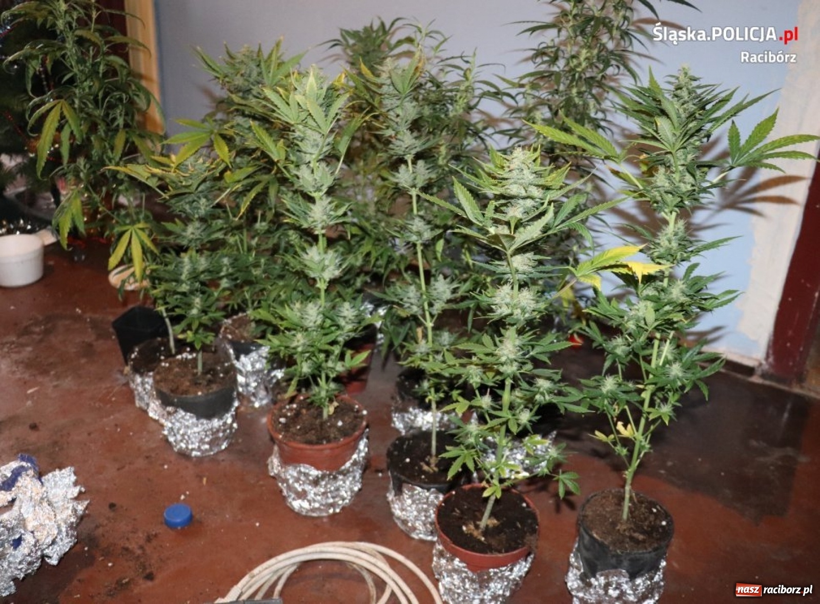 Zdjęcie w galerii na portalu naszraciborz.pl: Krzanowice. Policja zlikwidowała domową plantację marihuany [FOTO] wiadomości z regionu
